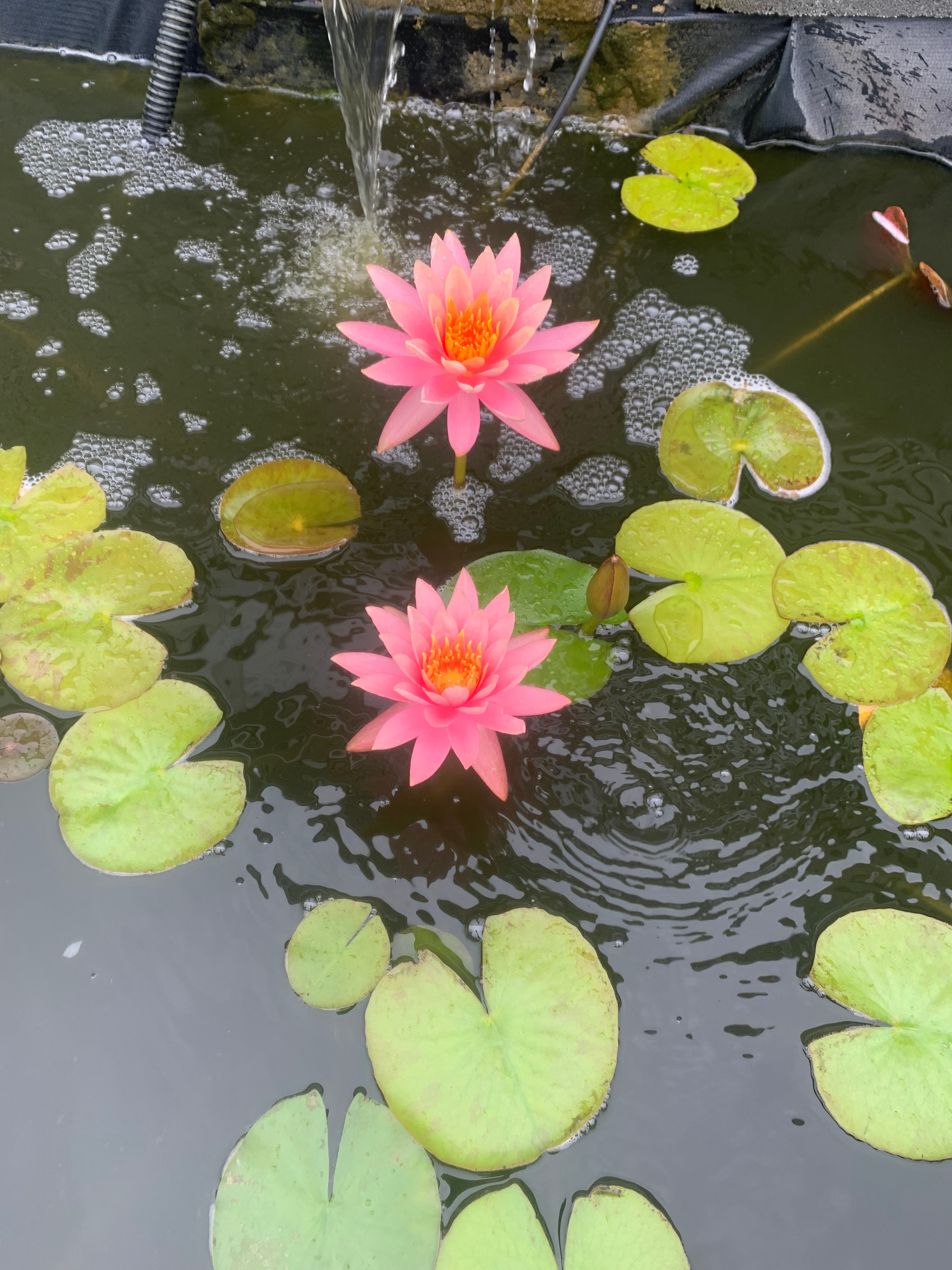 Serene Shoreline Retreat Farm House