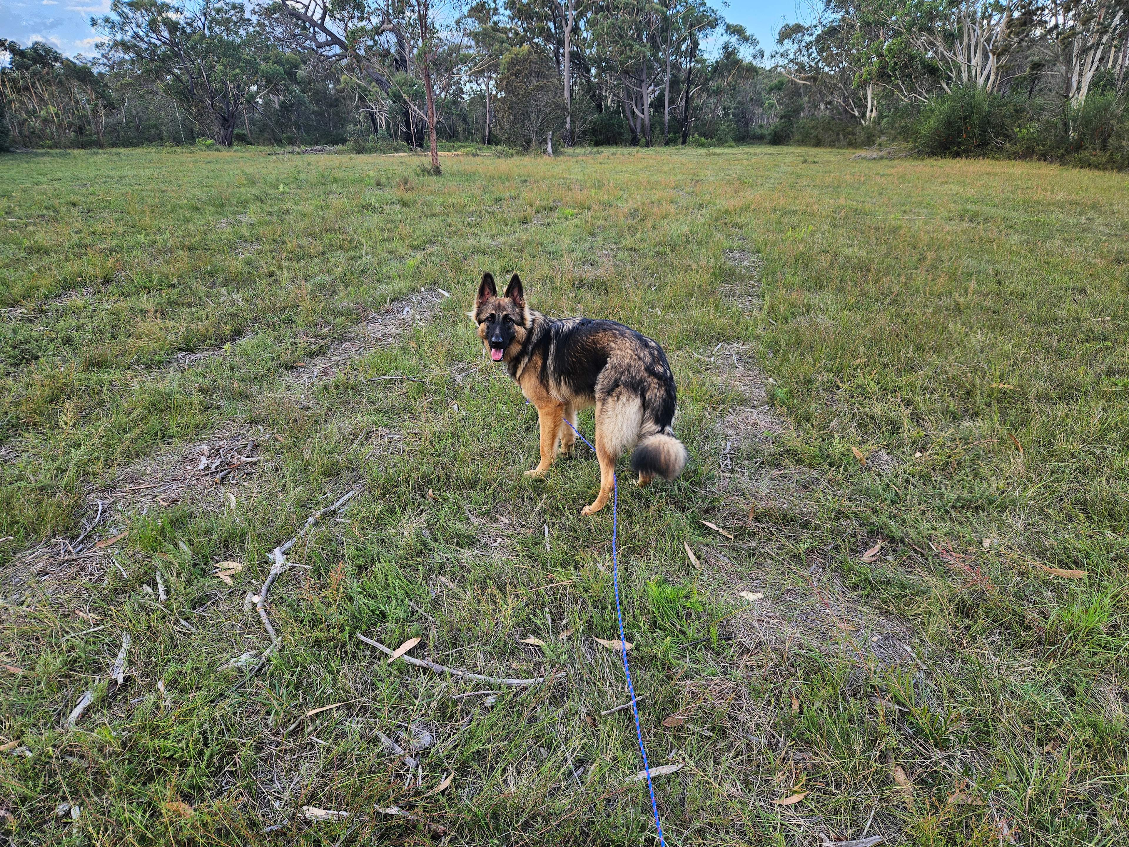 Our pup loved learning to practise her recall
