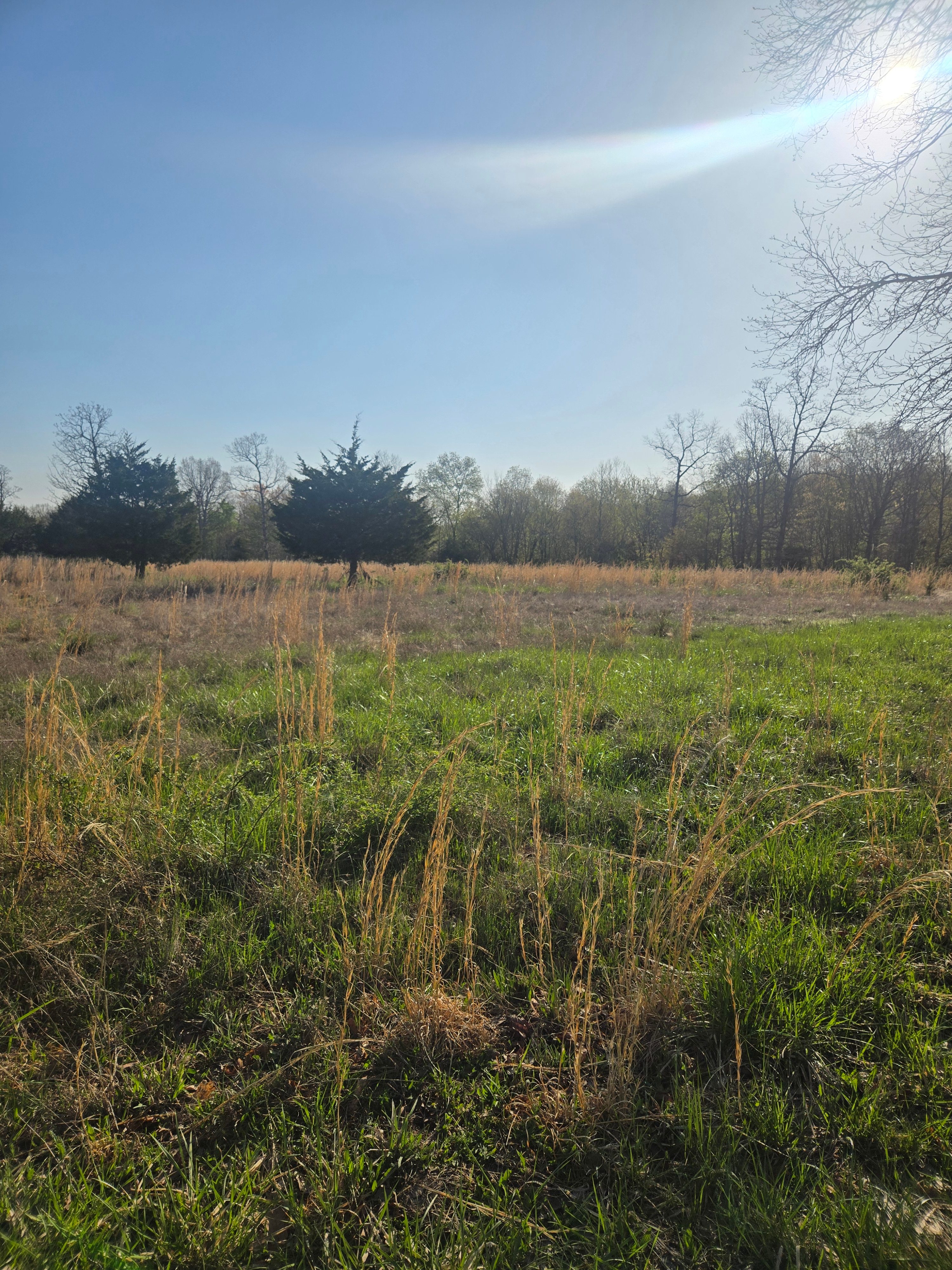 Where The Forest Meets The Field