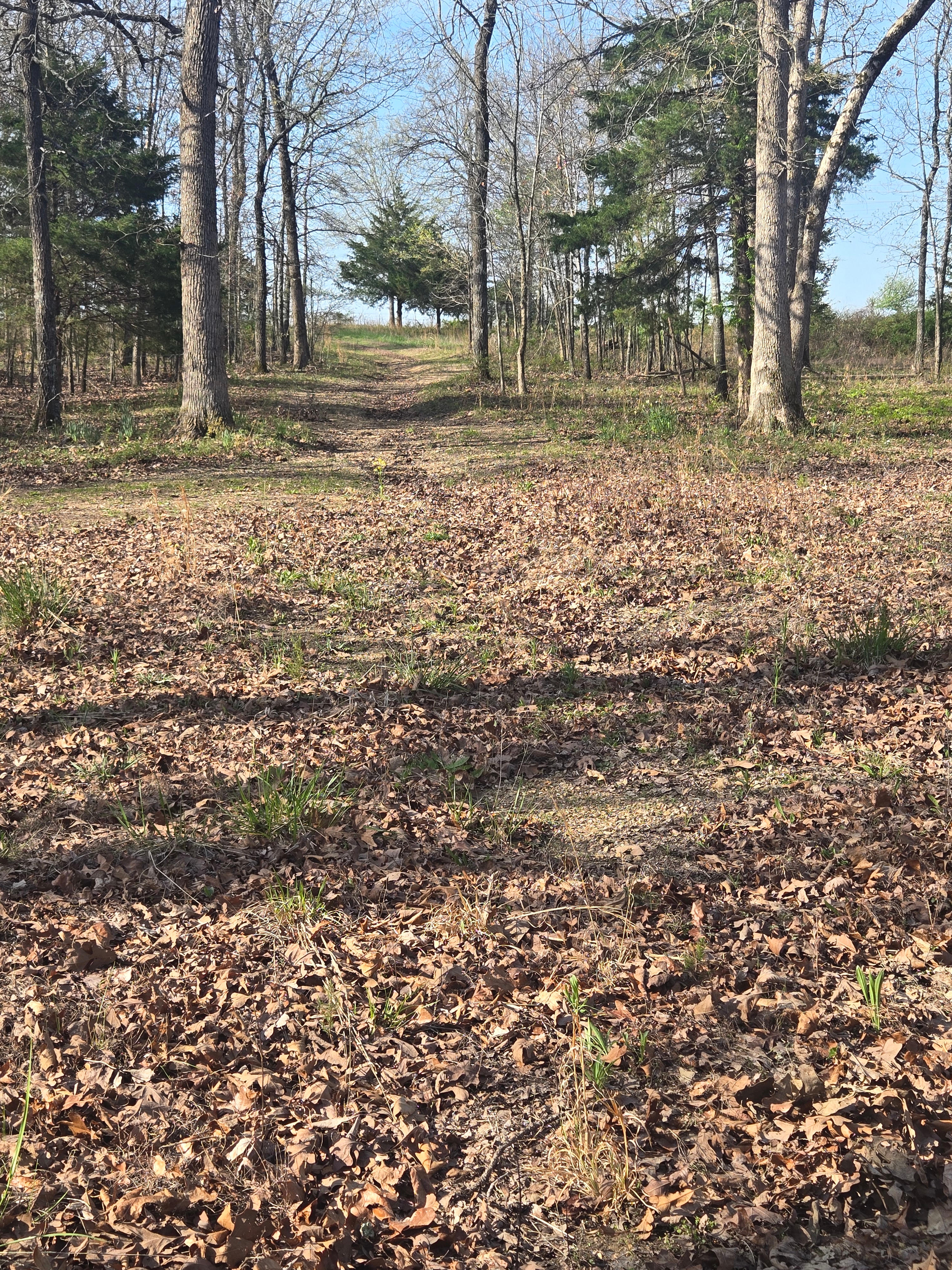 Where The Forest Meets The Field