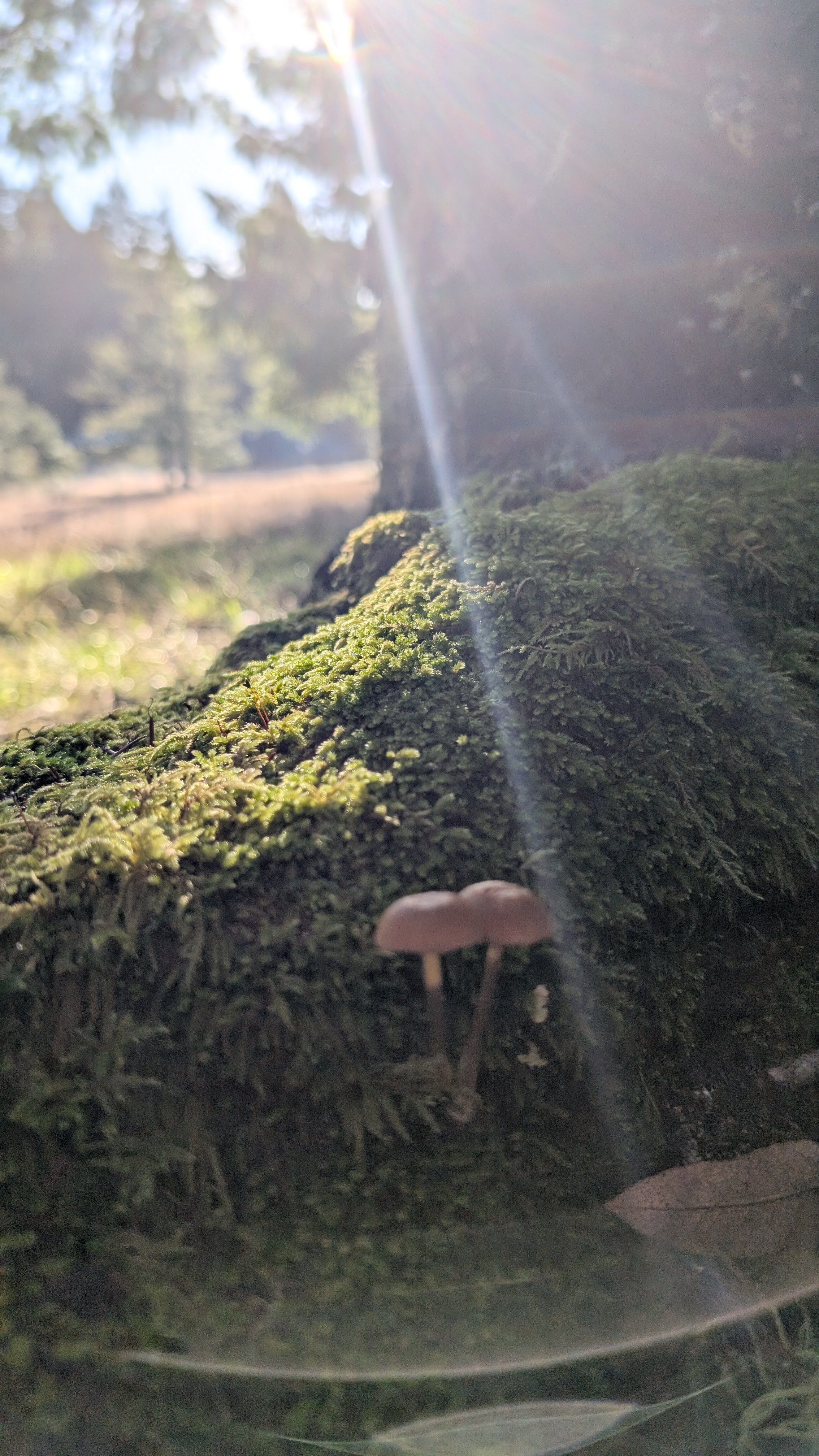 Larkspur's Hollow - Camp & Garden