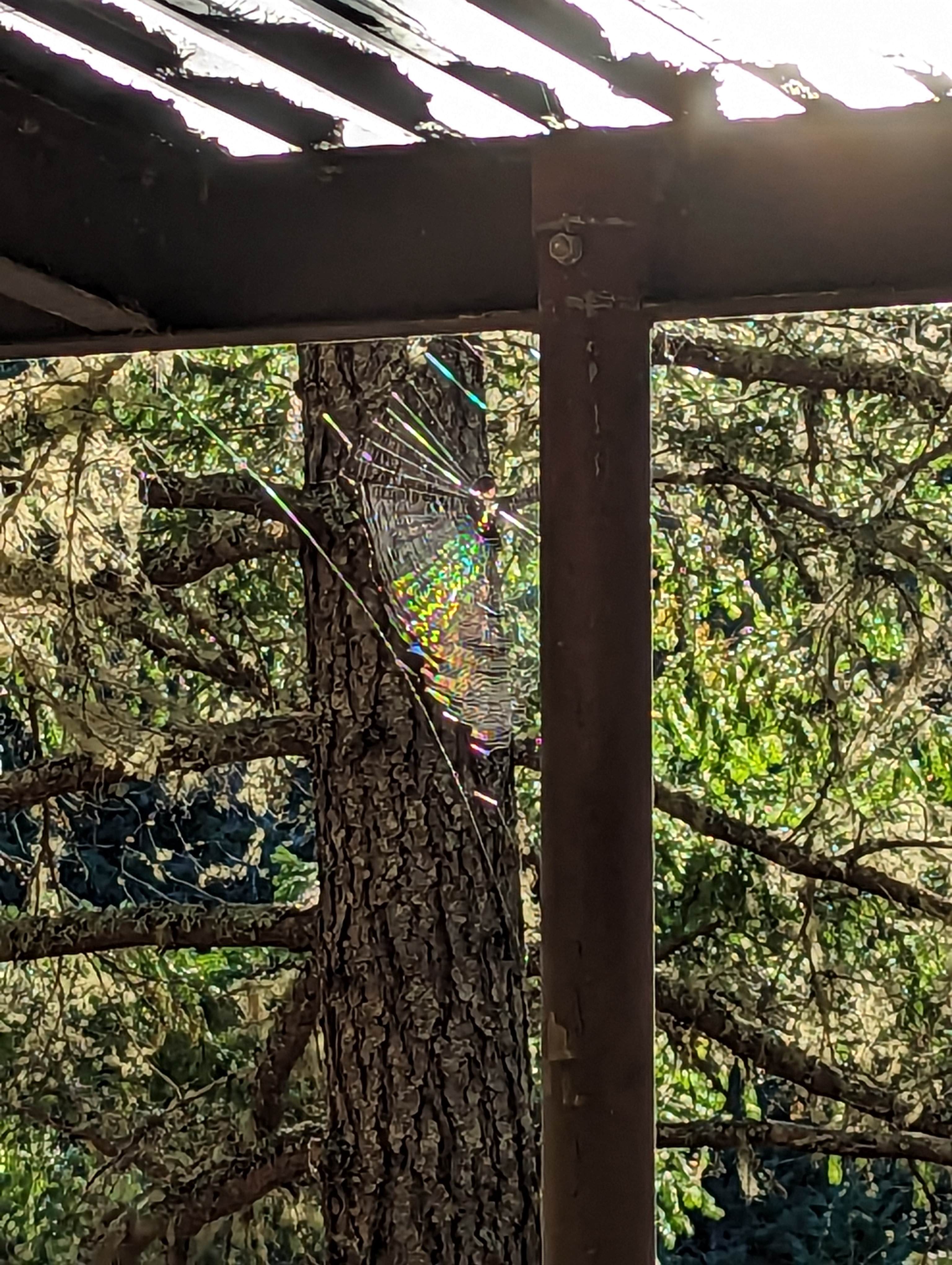 Larkspurs Hollow - Camp & Garden
