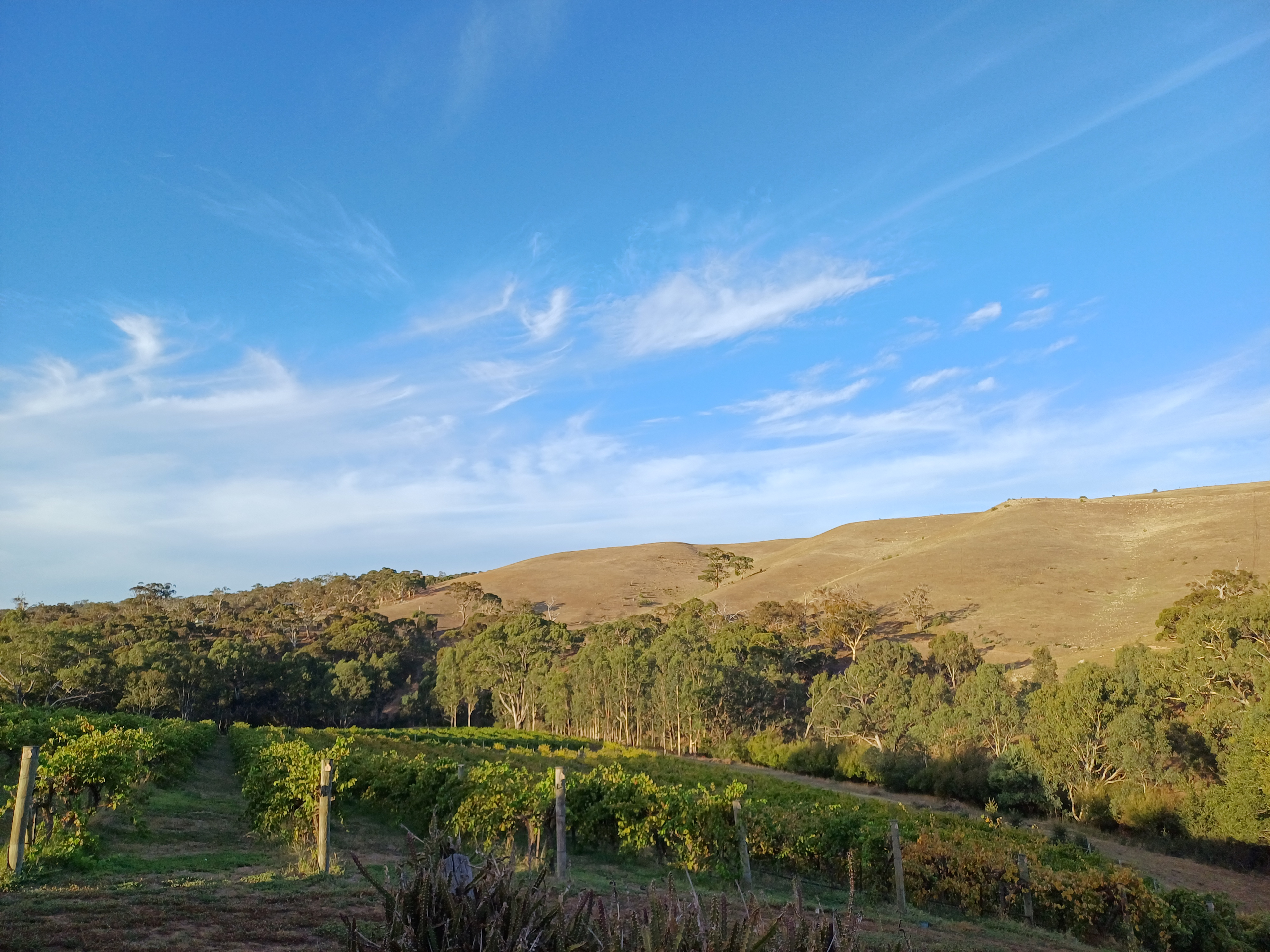 Moorabool Ridge Vineyard