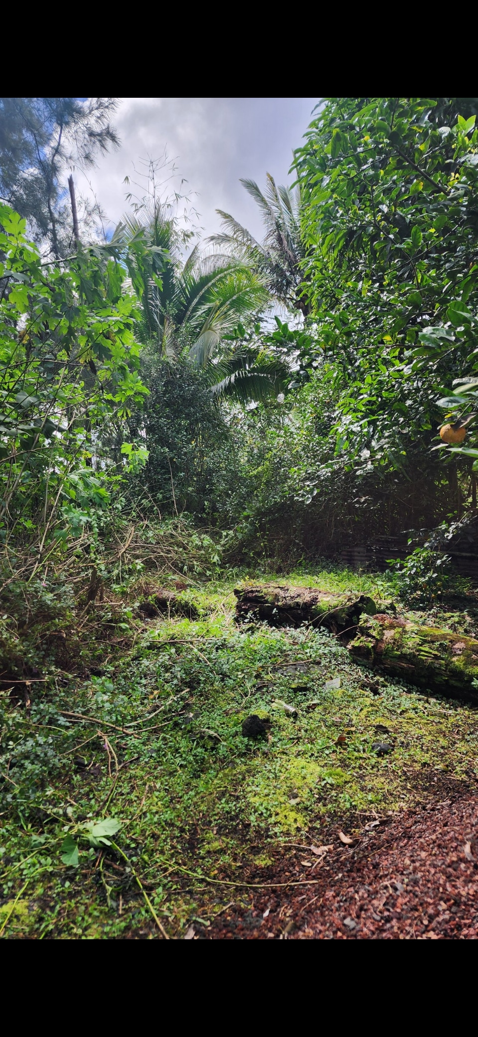 Da Rasta  Inn orchard