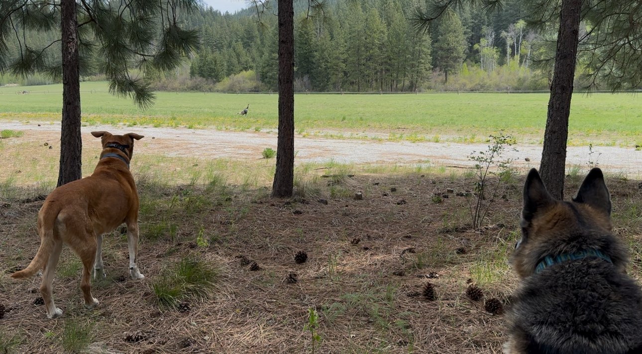 Camp Happy Dogs!  Plain Wa.