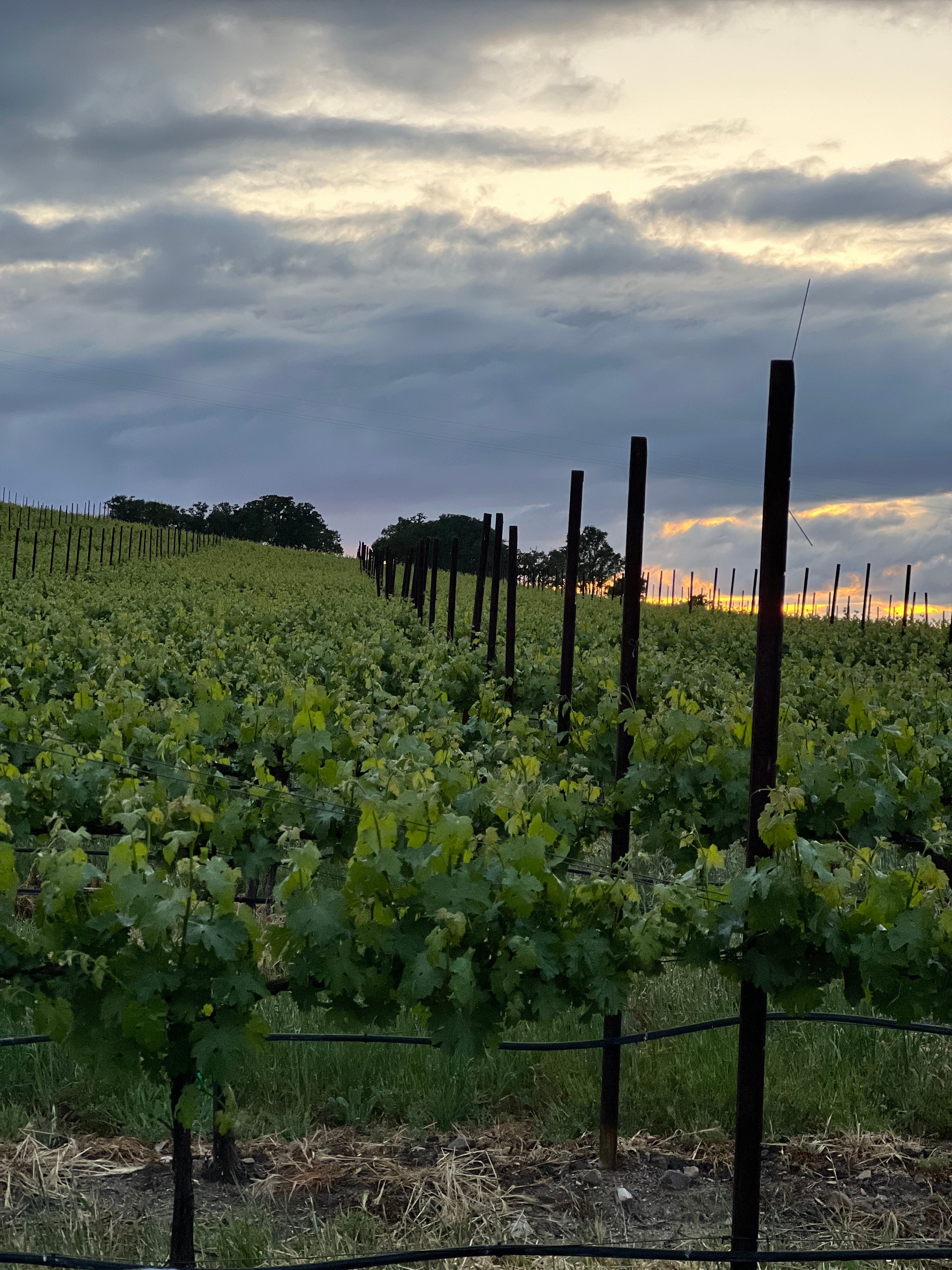 Vineyard View NoFuss