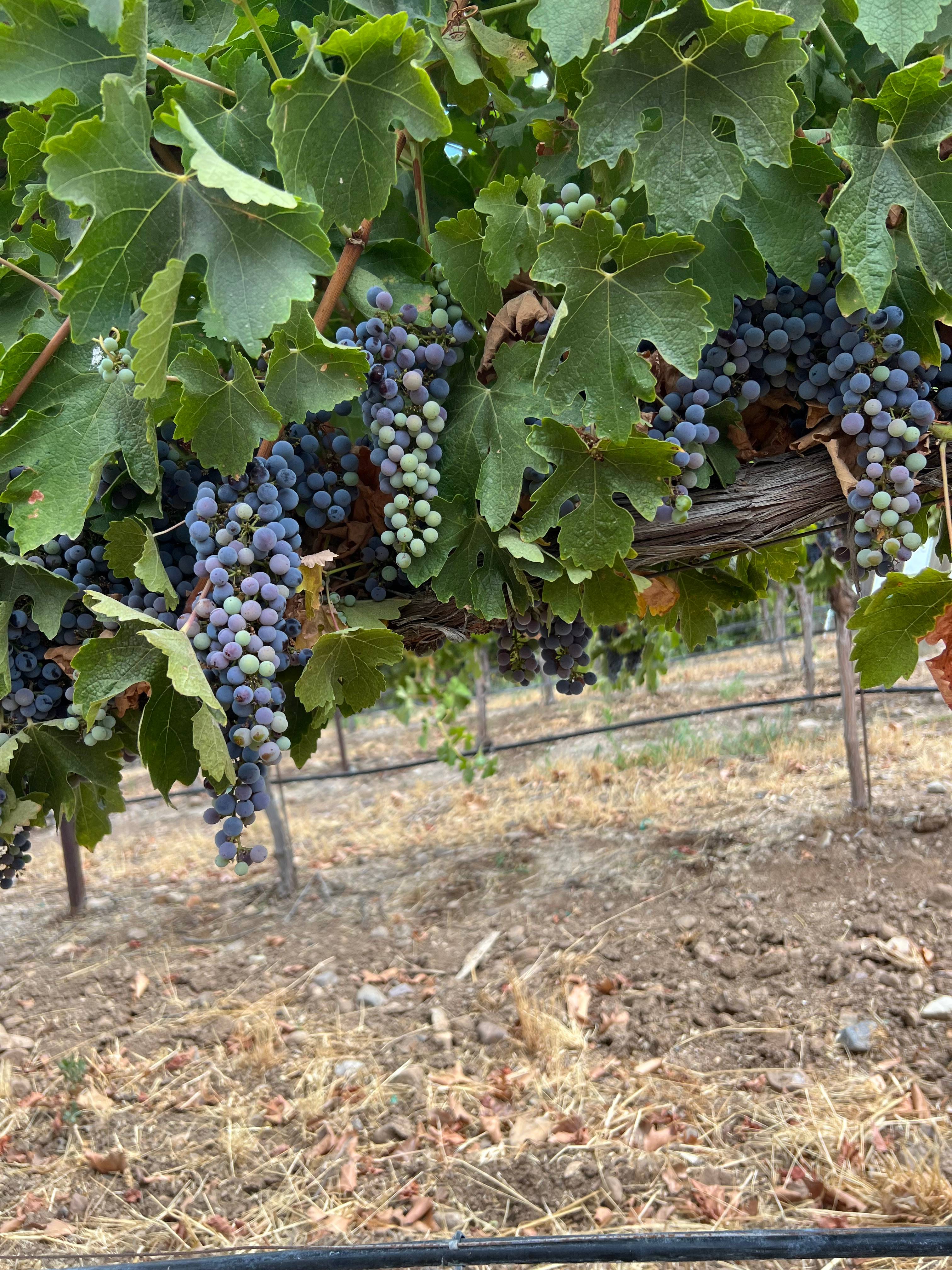 Vineyard View NoFuss