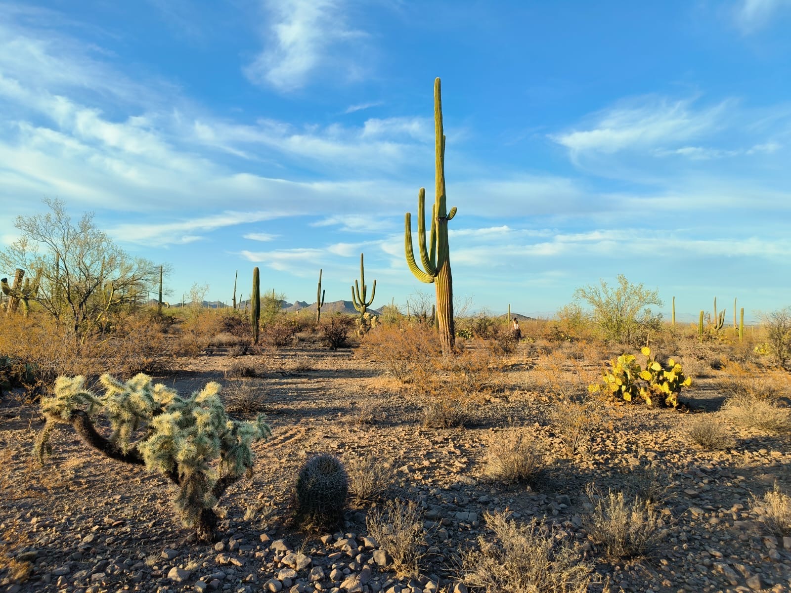 SaguaroGlamp, near Saguaro NP