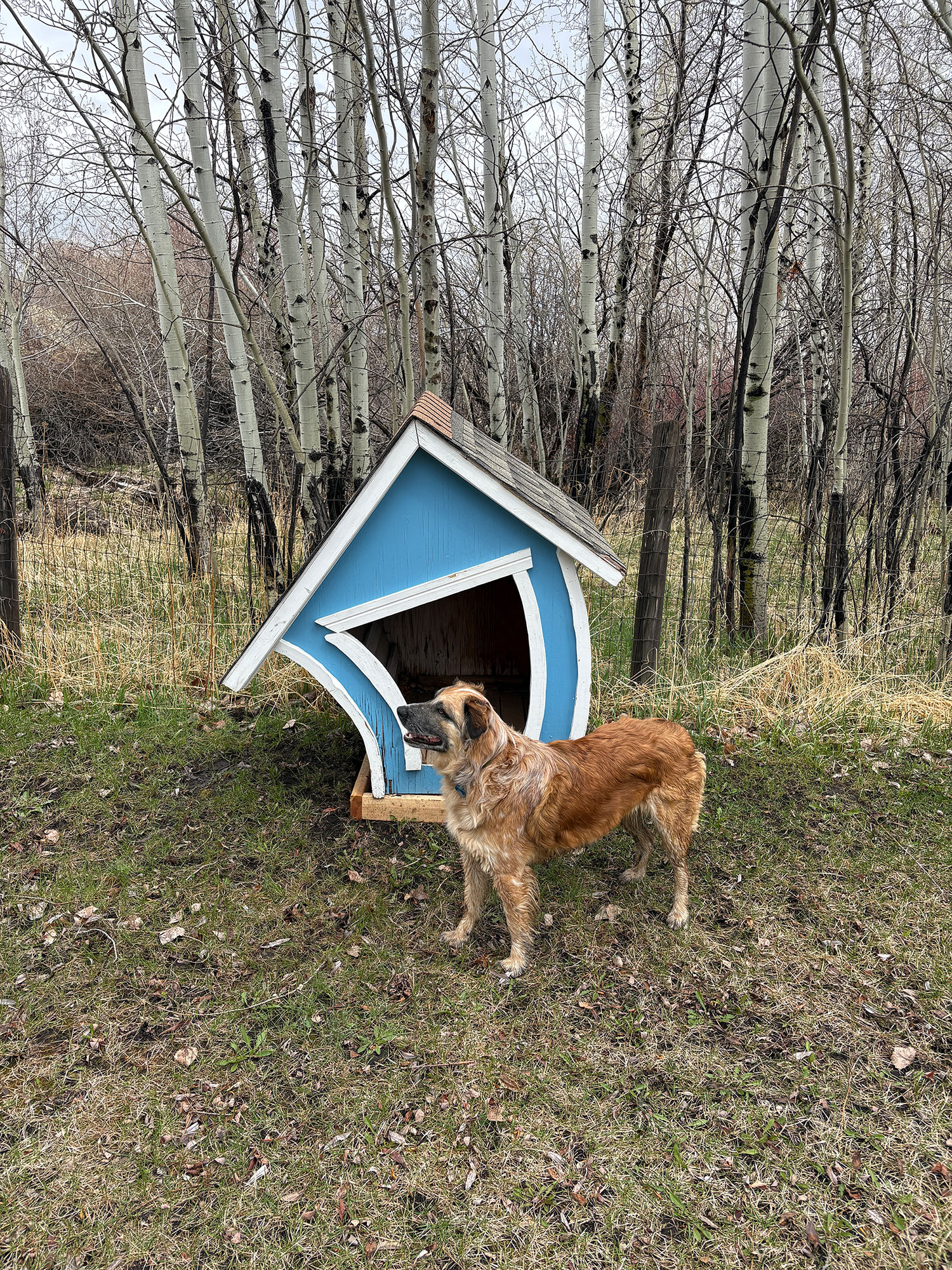 Pony on the Creek— Dog & Horse OK*