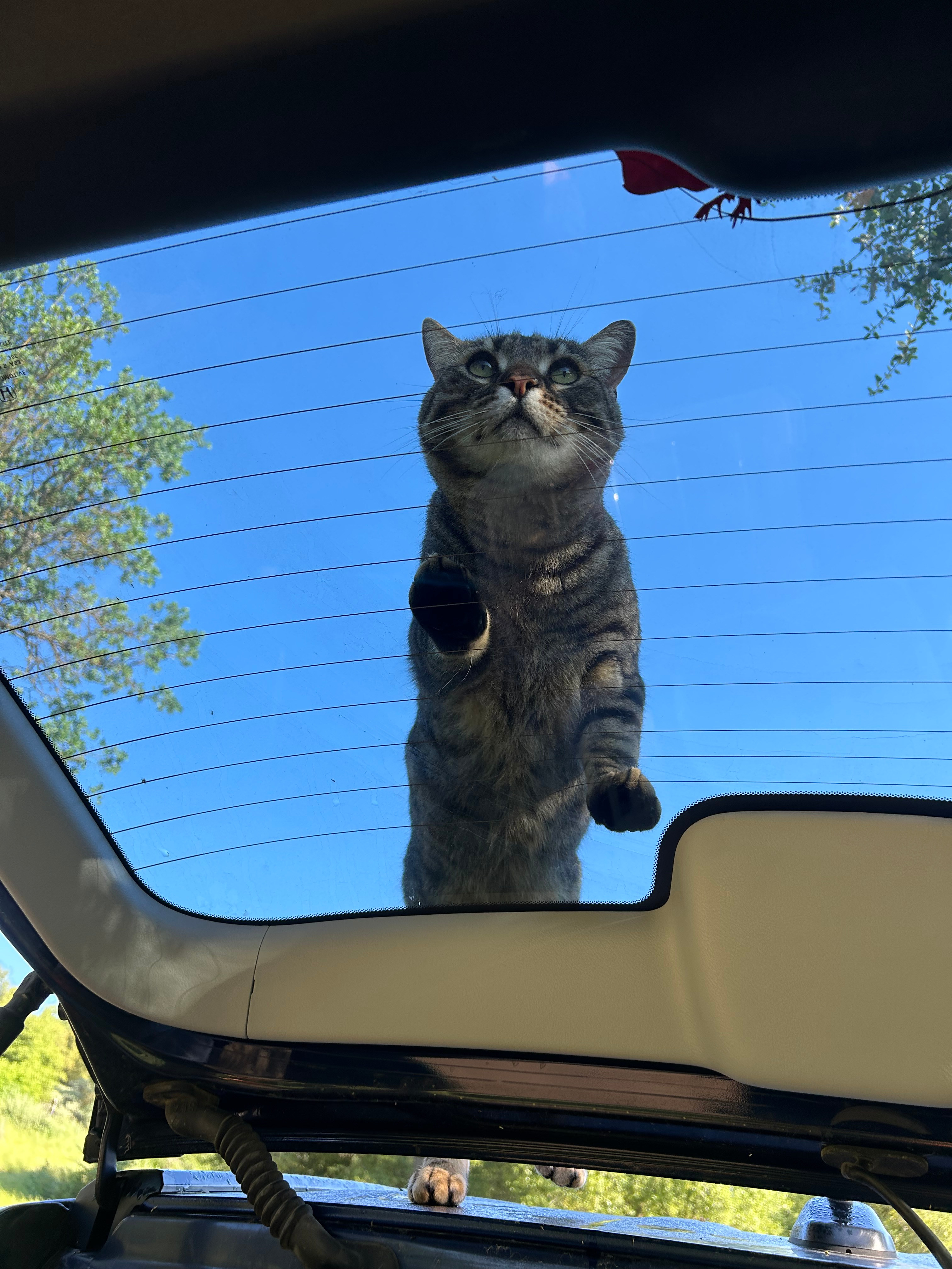 Camp ikigai Animal Sanctuary 501c3