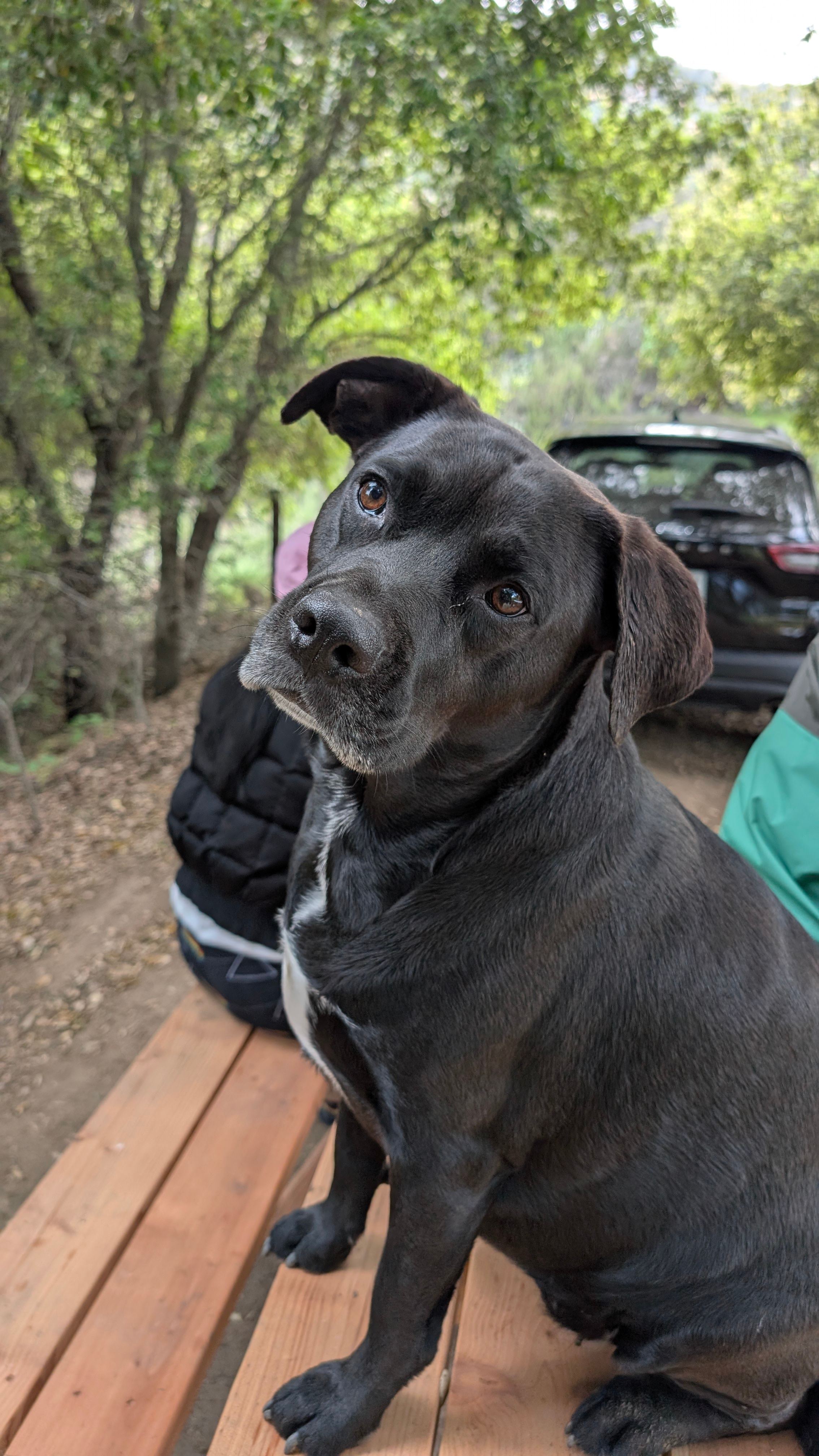 My dog approved of the site 