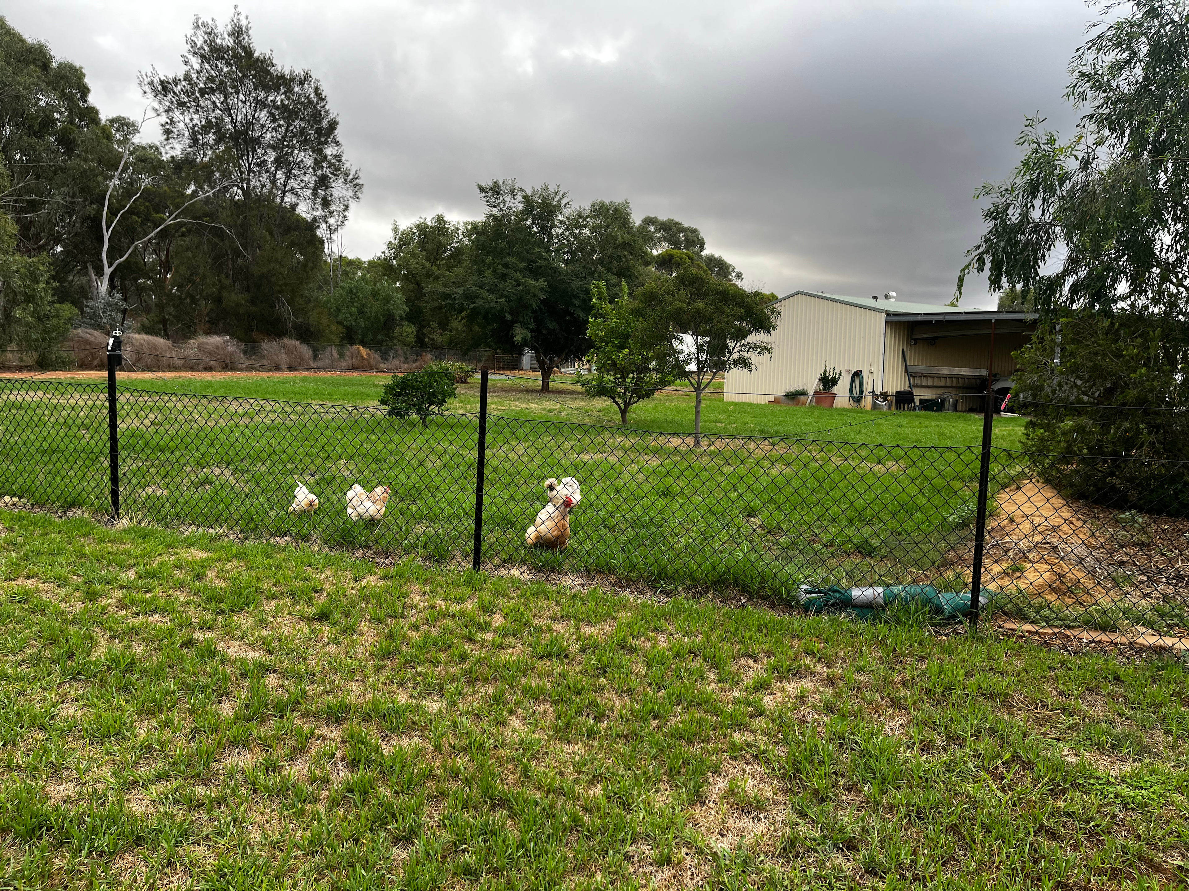 our "girls" love to free range around.