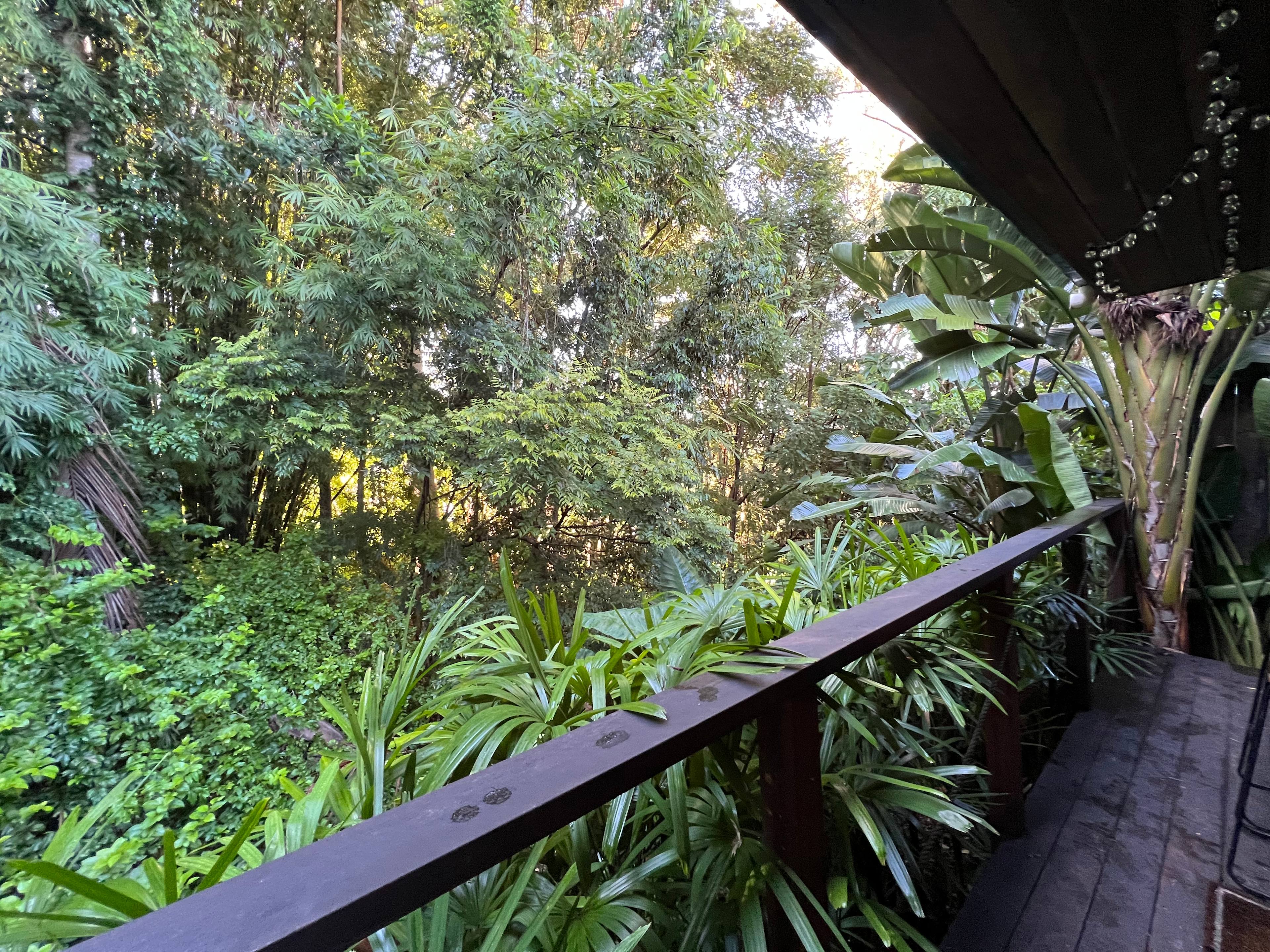 Pet Friendly Rain Forest Cabin 🌿