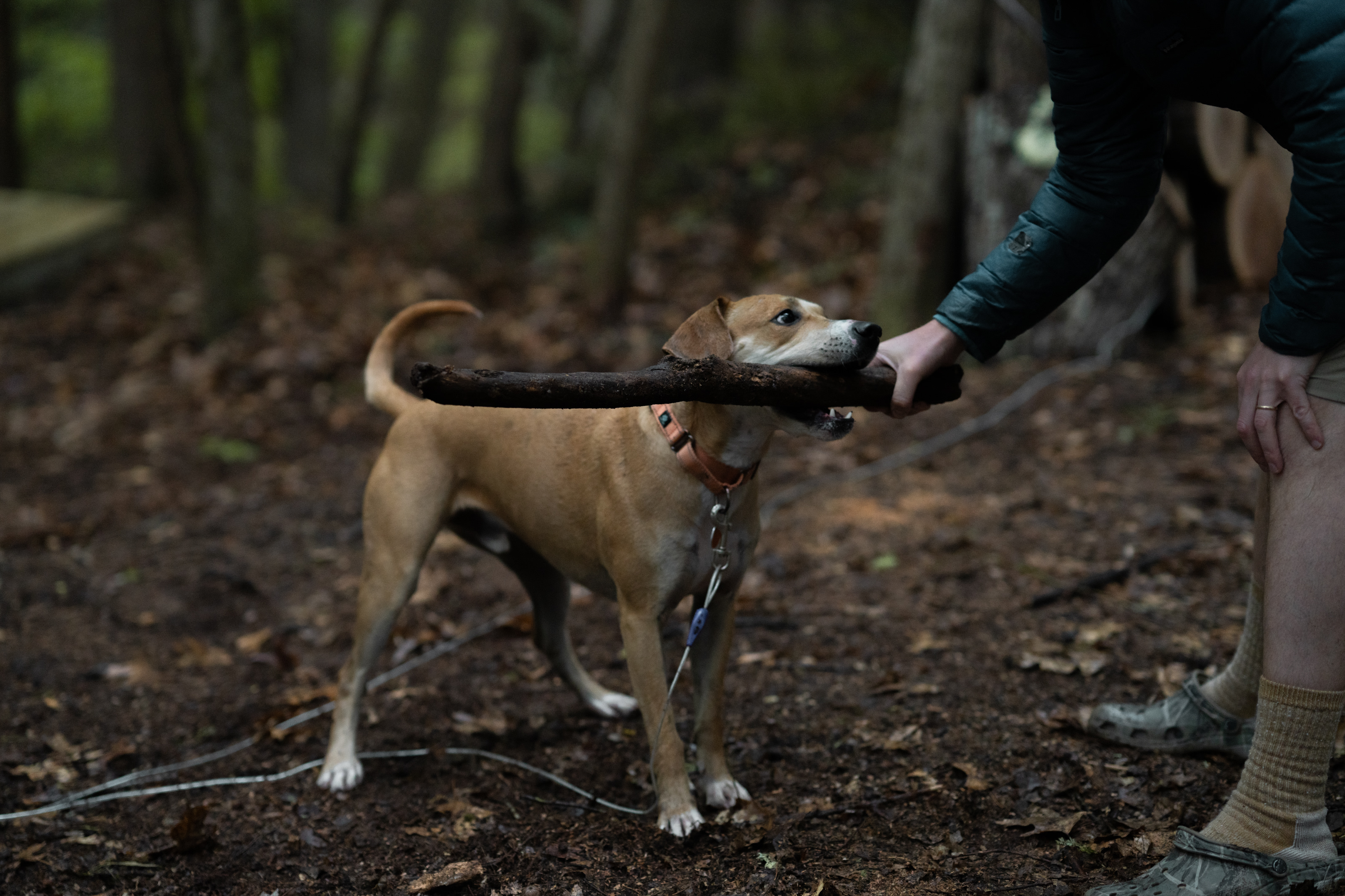 Pups welcome!! Please keep them on a leash / lead. 