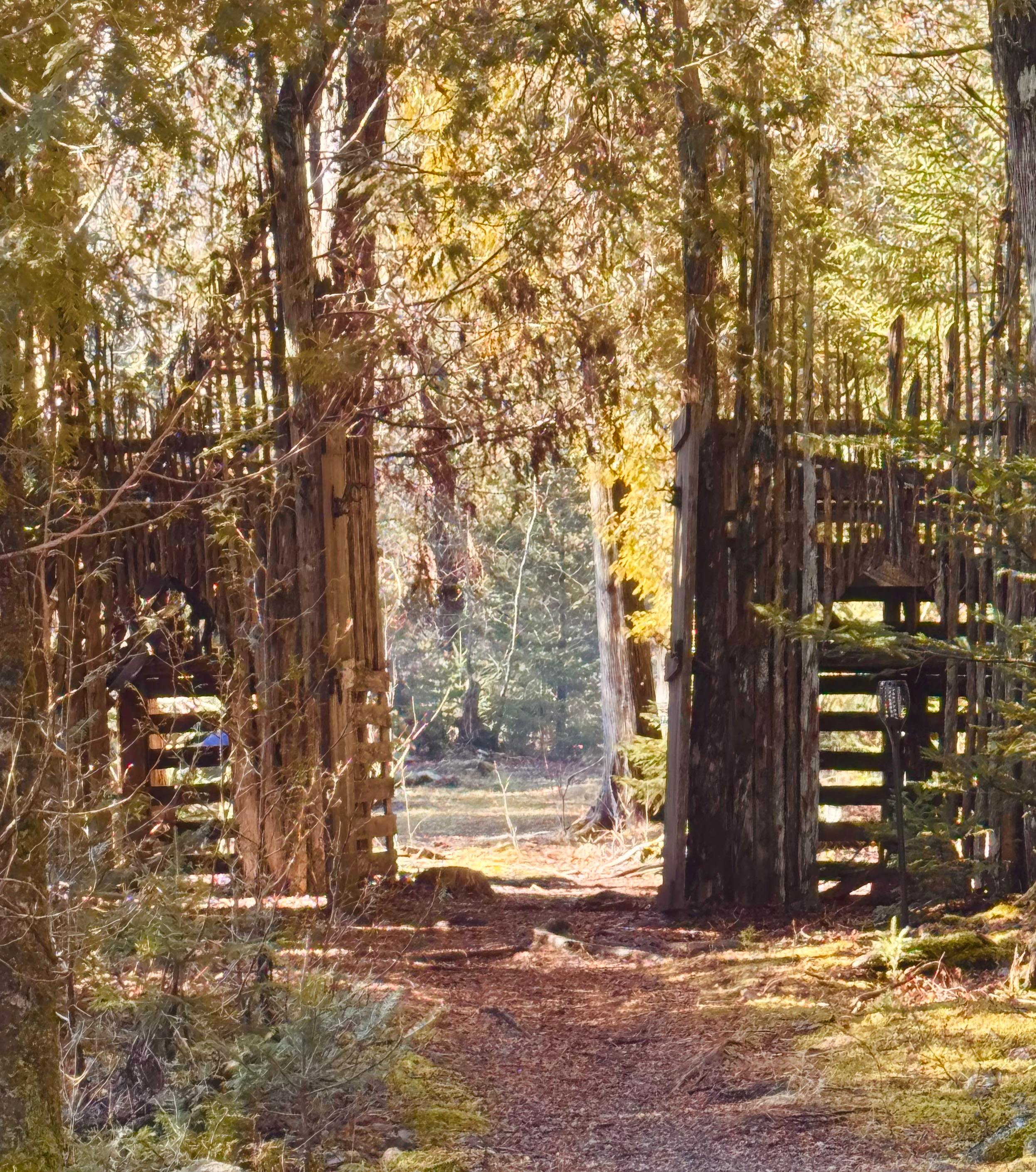 The Howling Woods