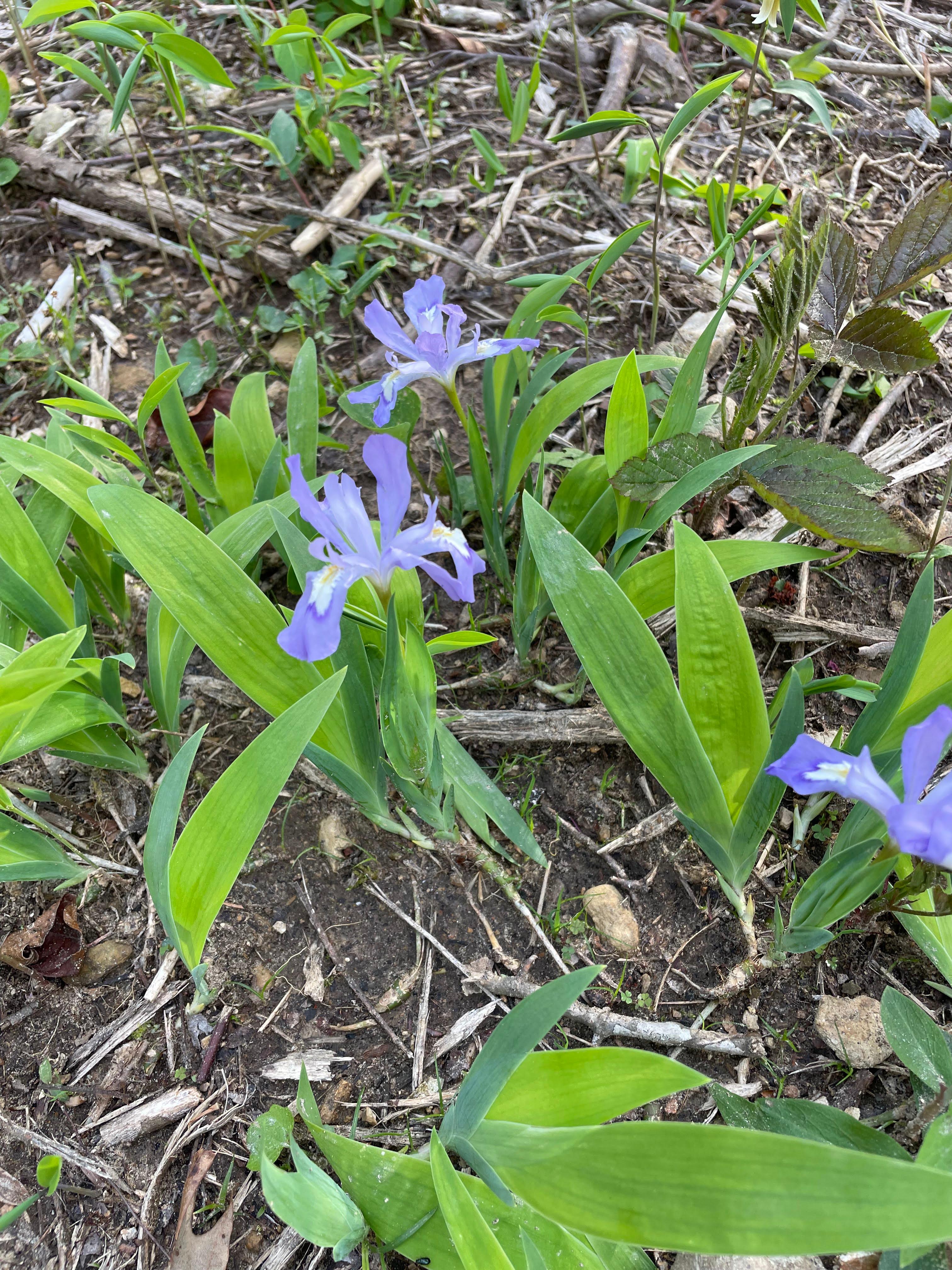 Cascades at Waterloo