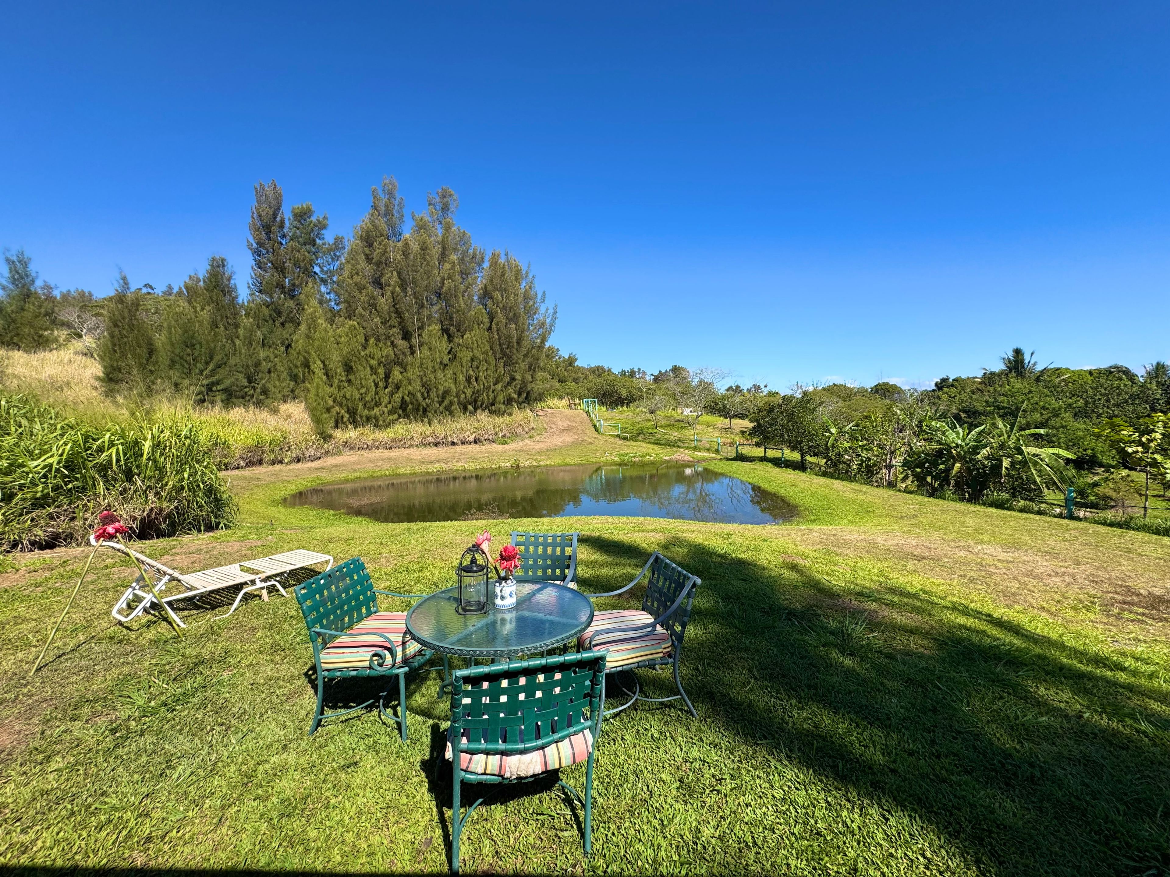 Roadside Fruit Stand Exotic Orchard