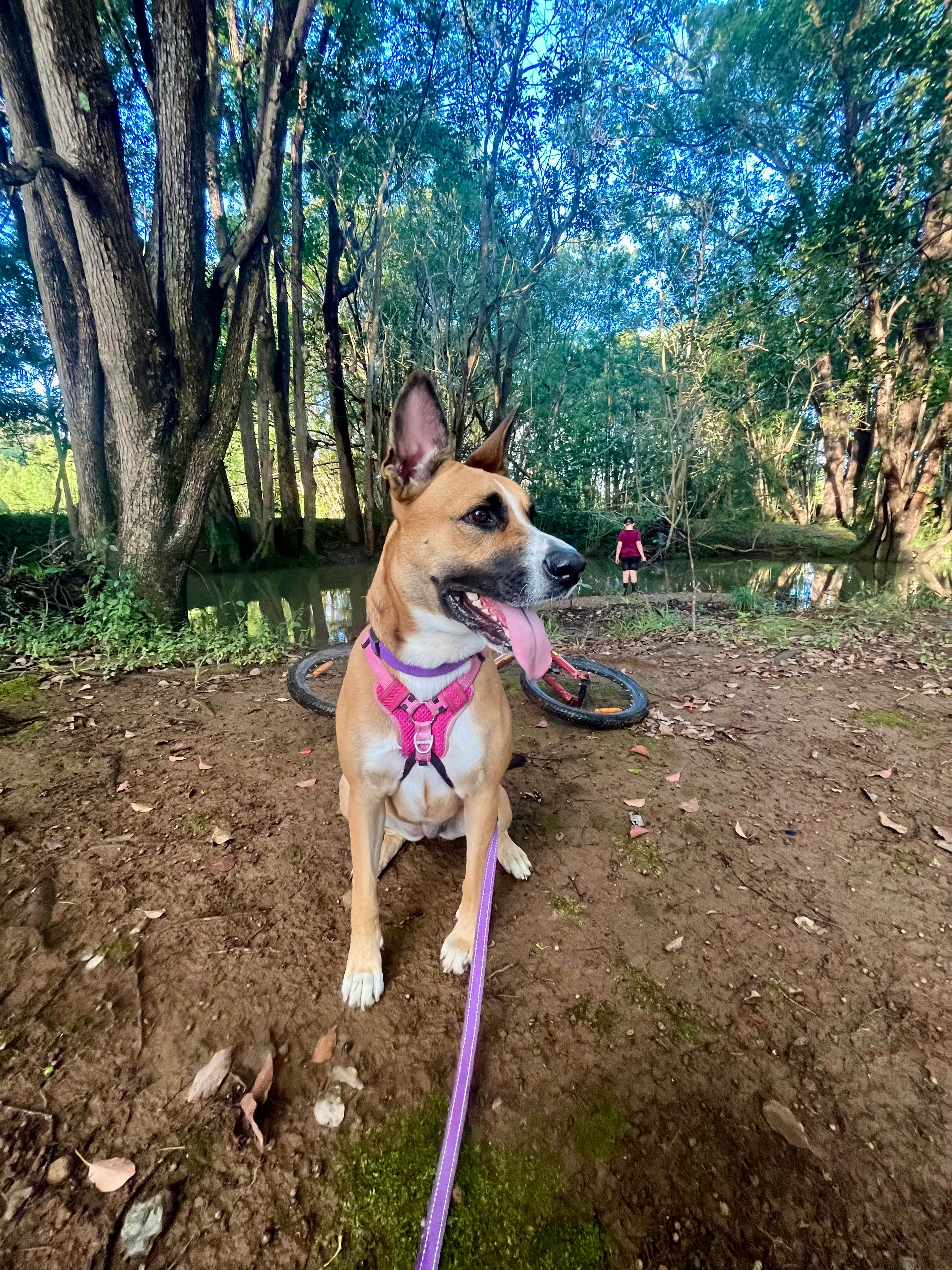 Paradise in The Pocket