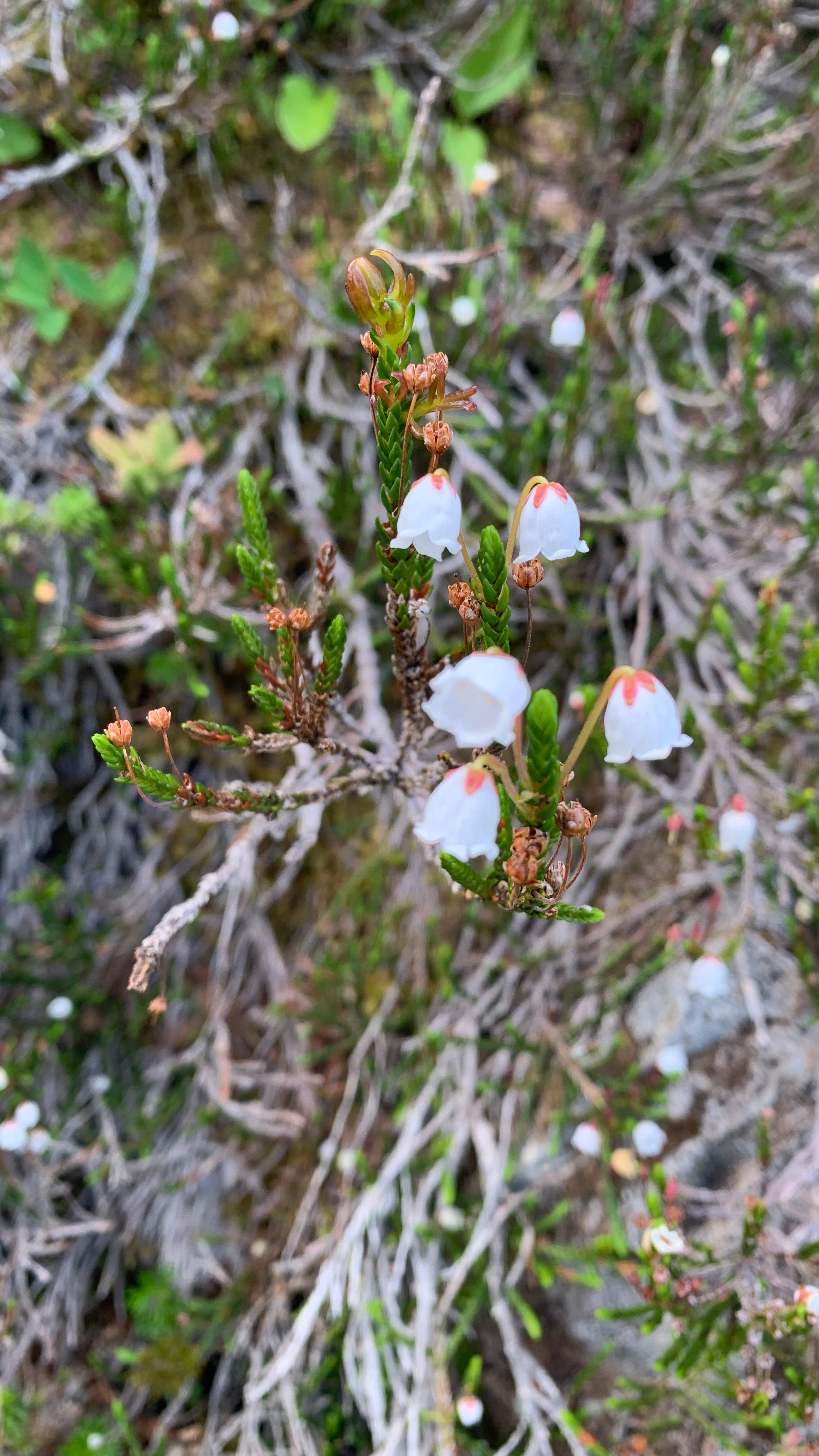Sol Duc Group Campground