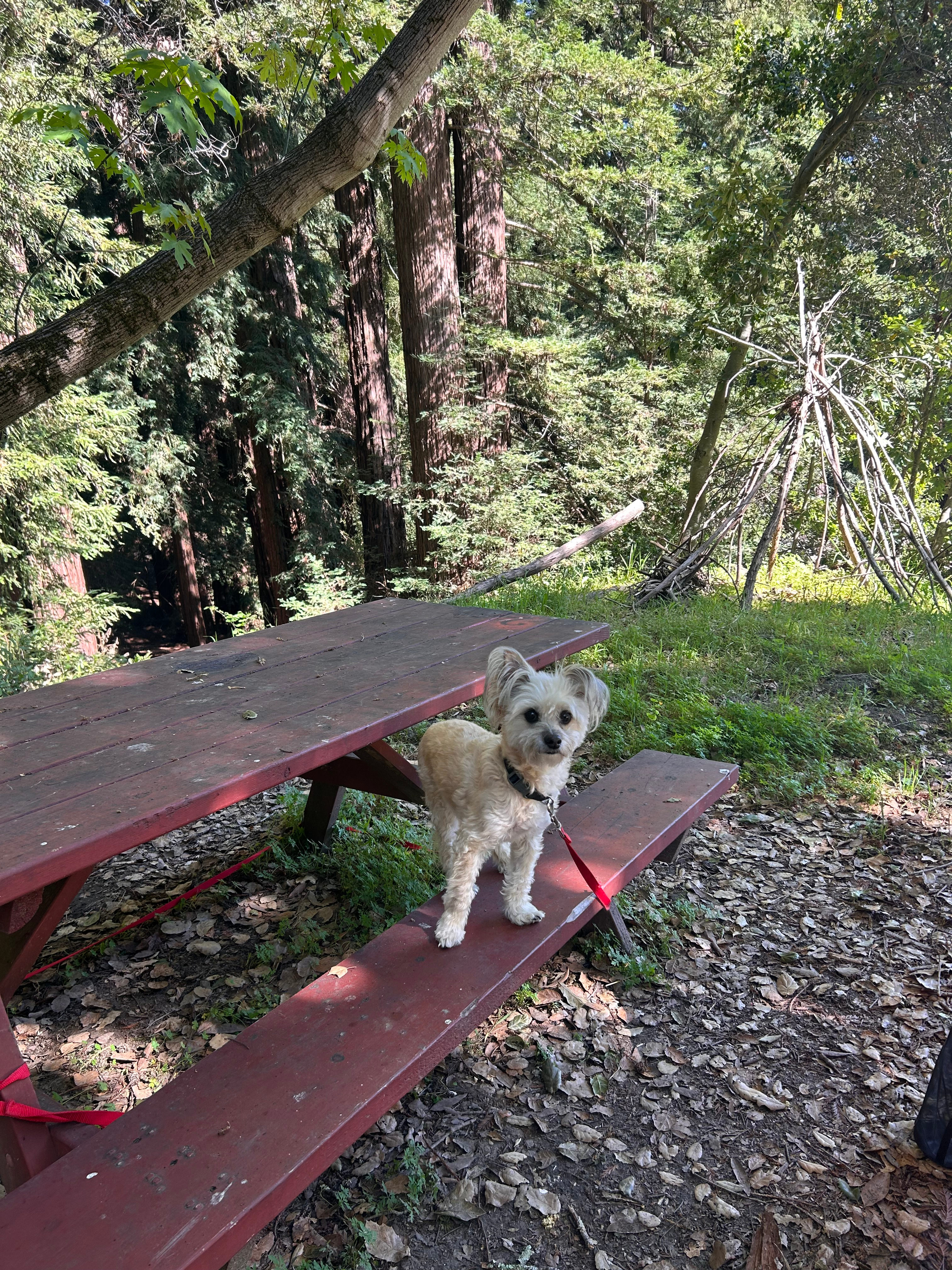 Amaya Creek Redwood Campground