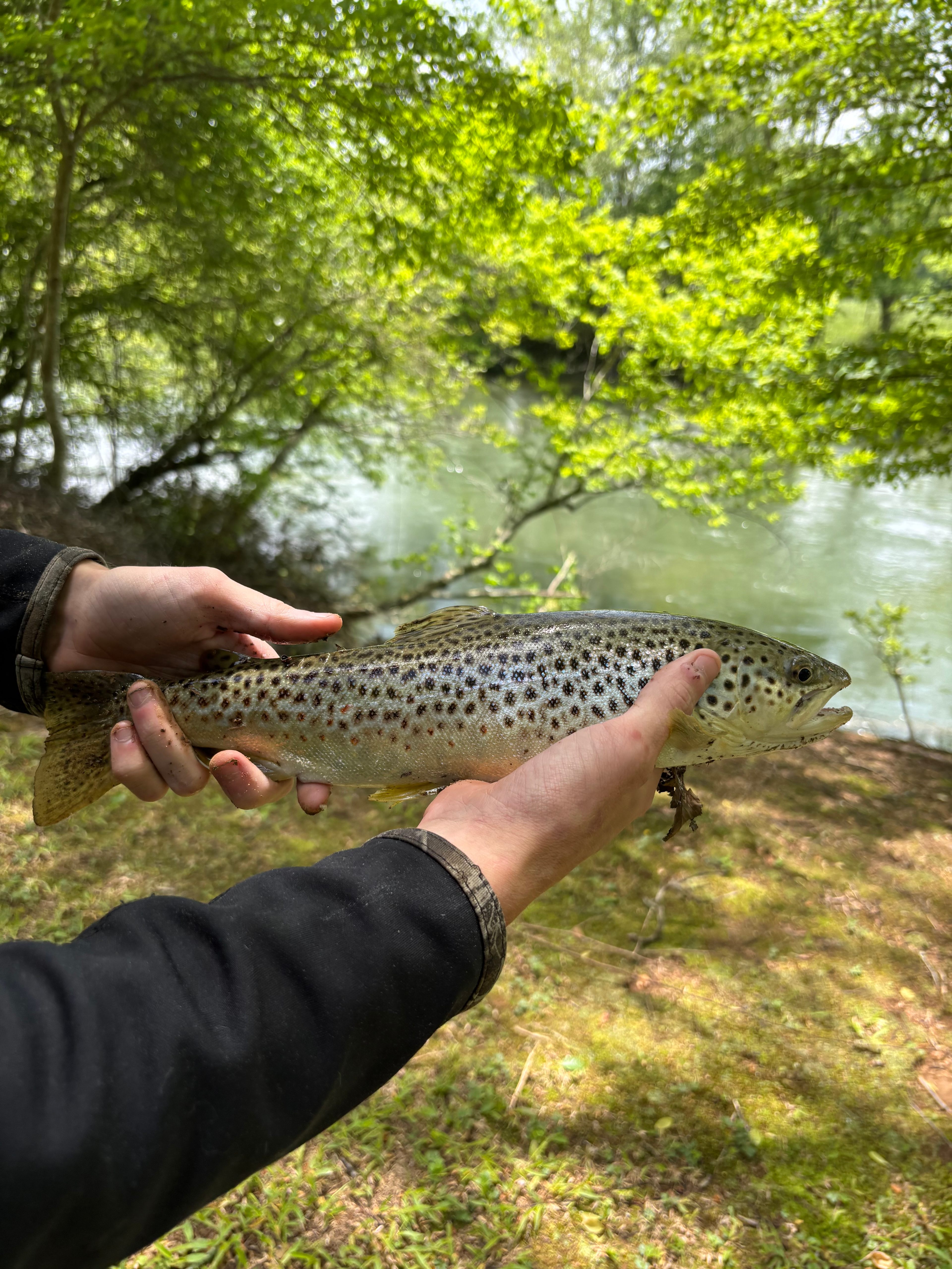 Your Toccoa River Cove!