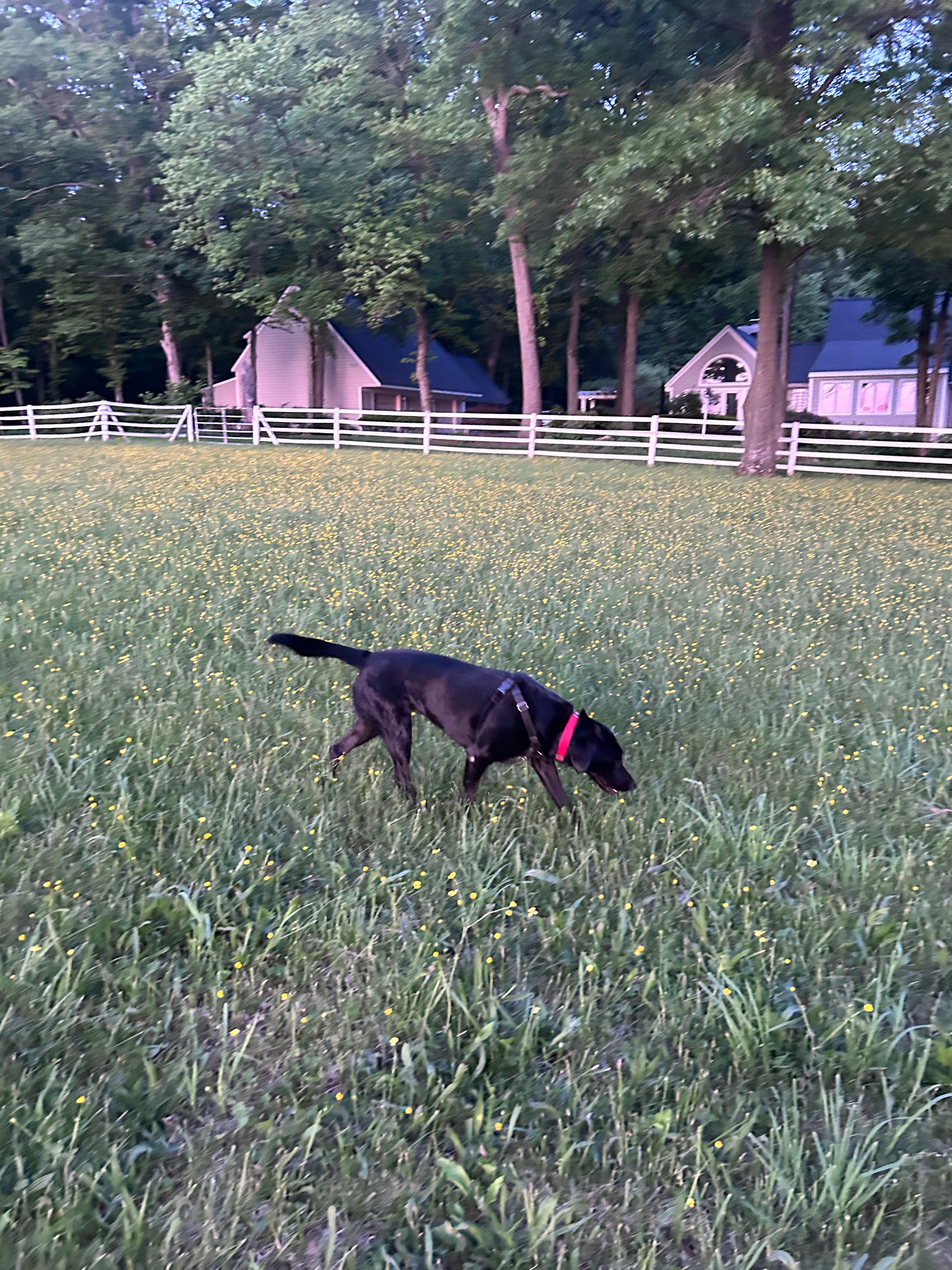 Camp Comus, LLC
