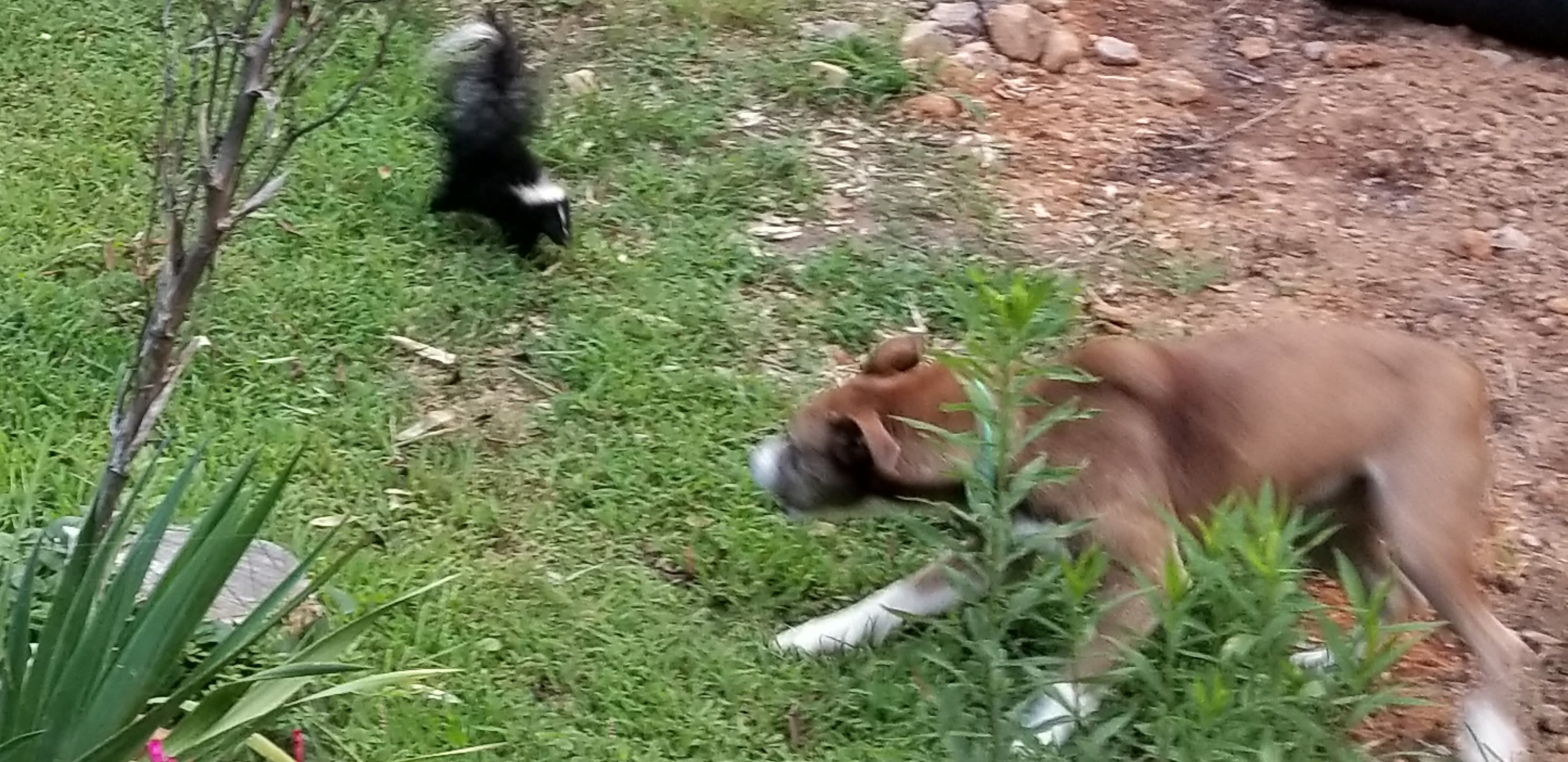 Womble Inn Of Solis Manor