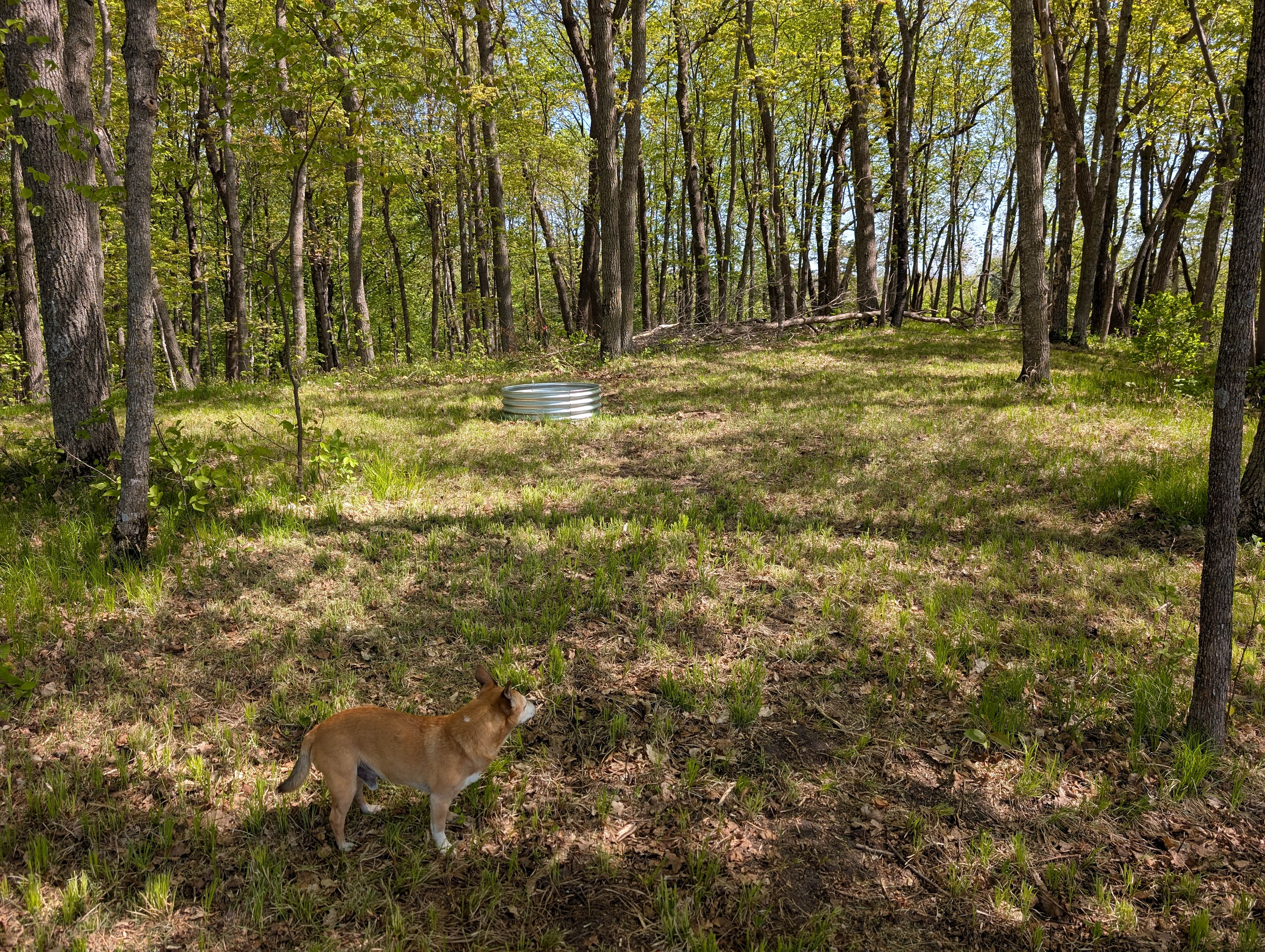 View of campsite with a wild critter. JK it's our dog Chip.