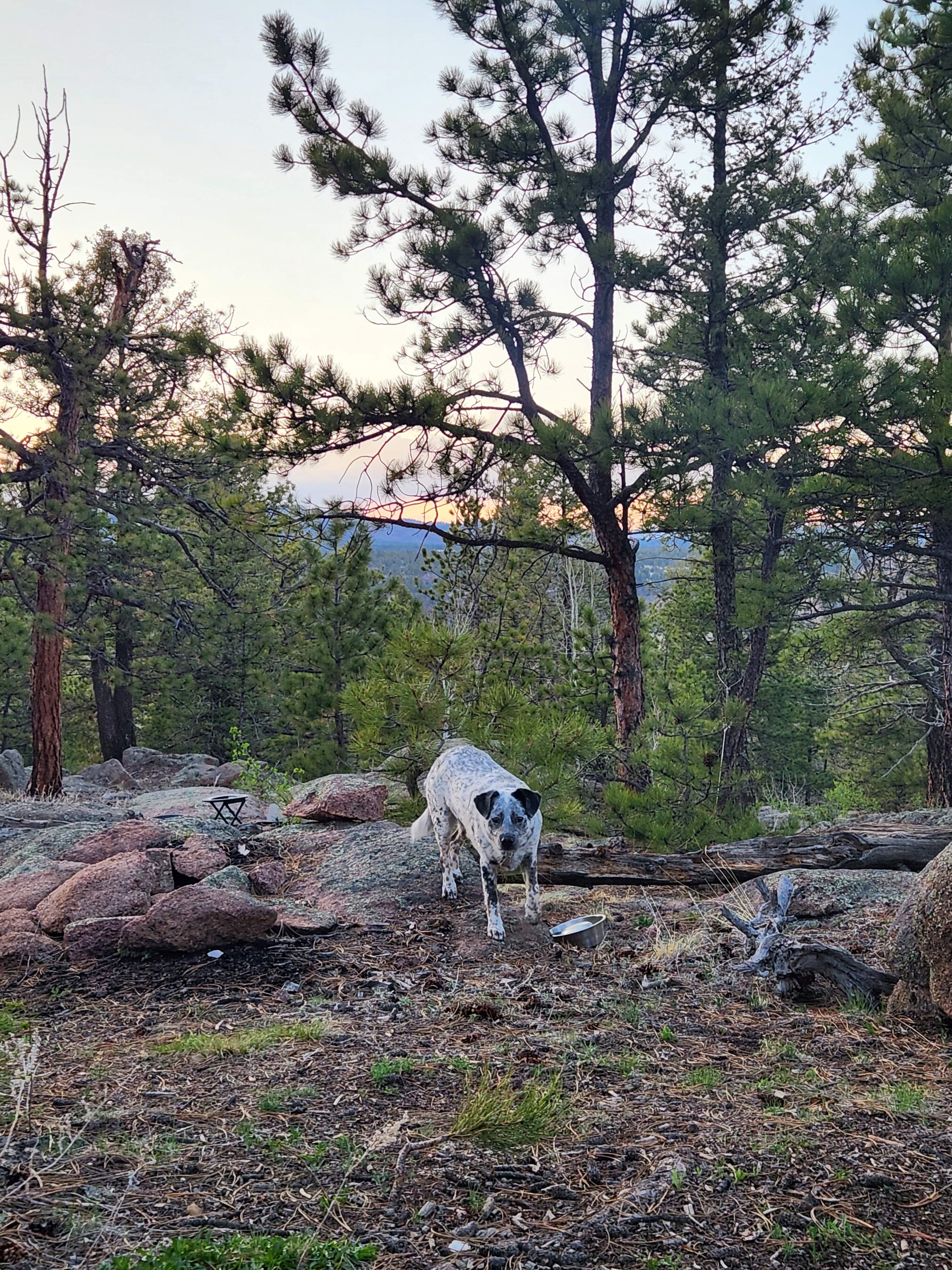 Our dog enjoyed roaming around