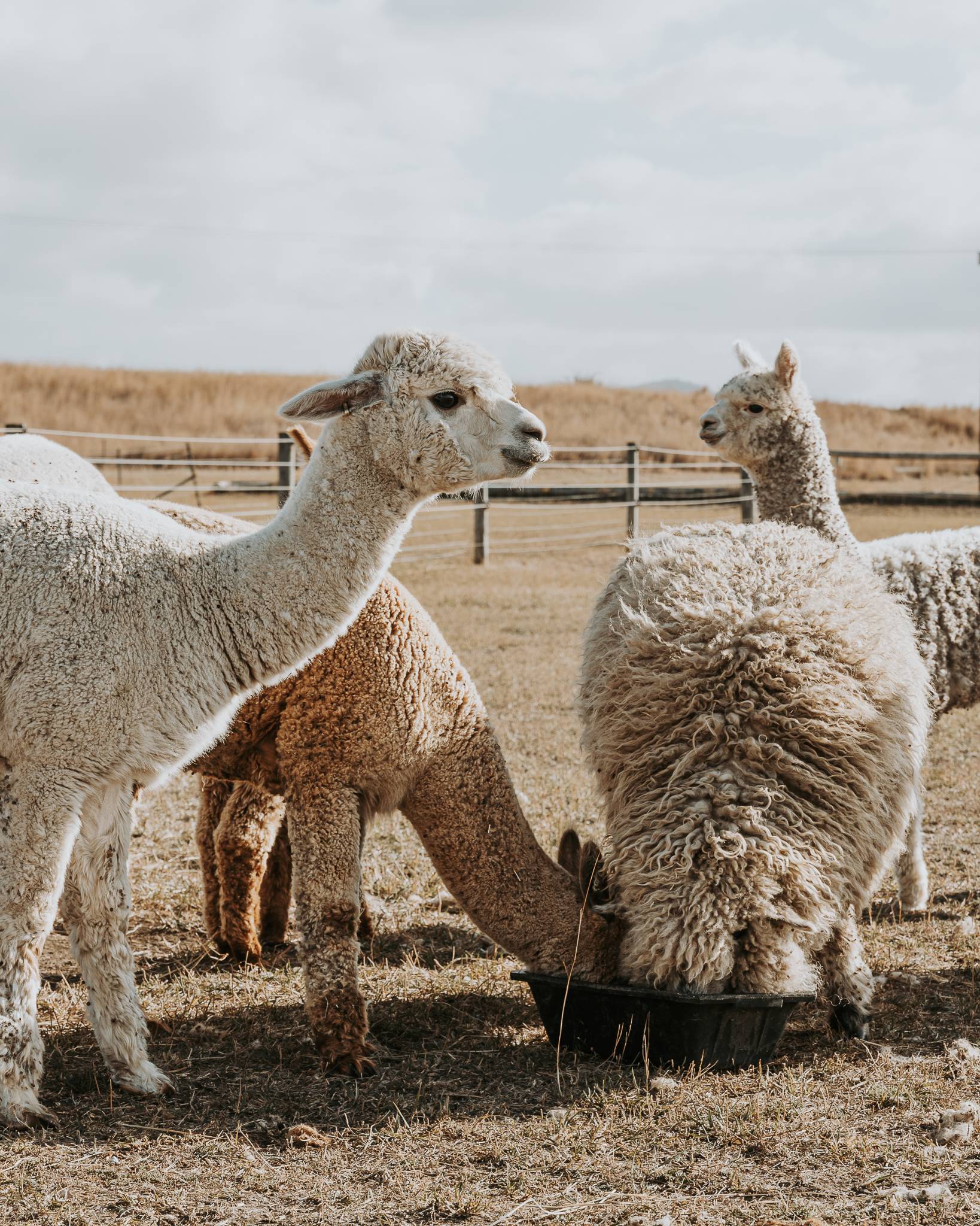 Barrenjoey Farm - Historic Richmond