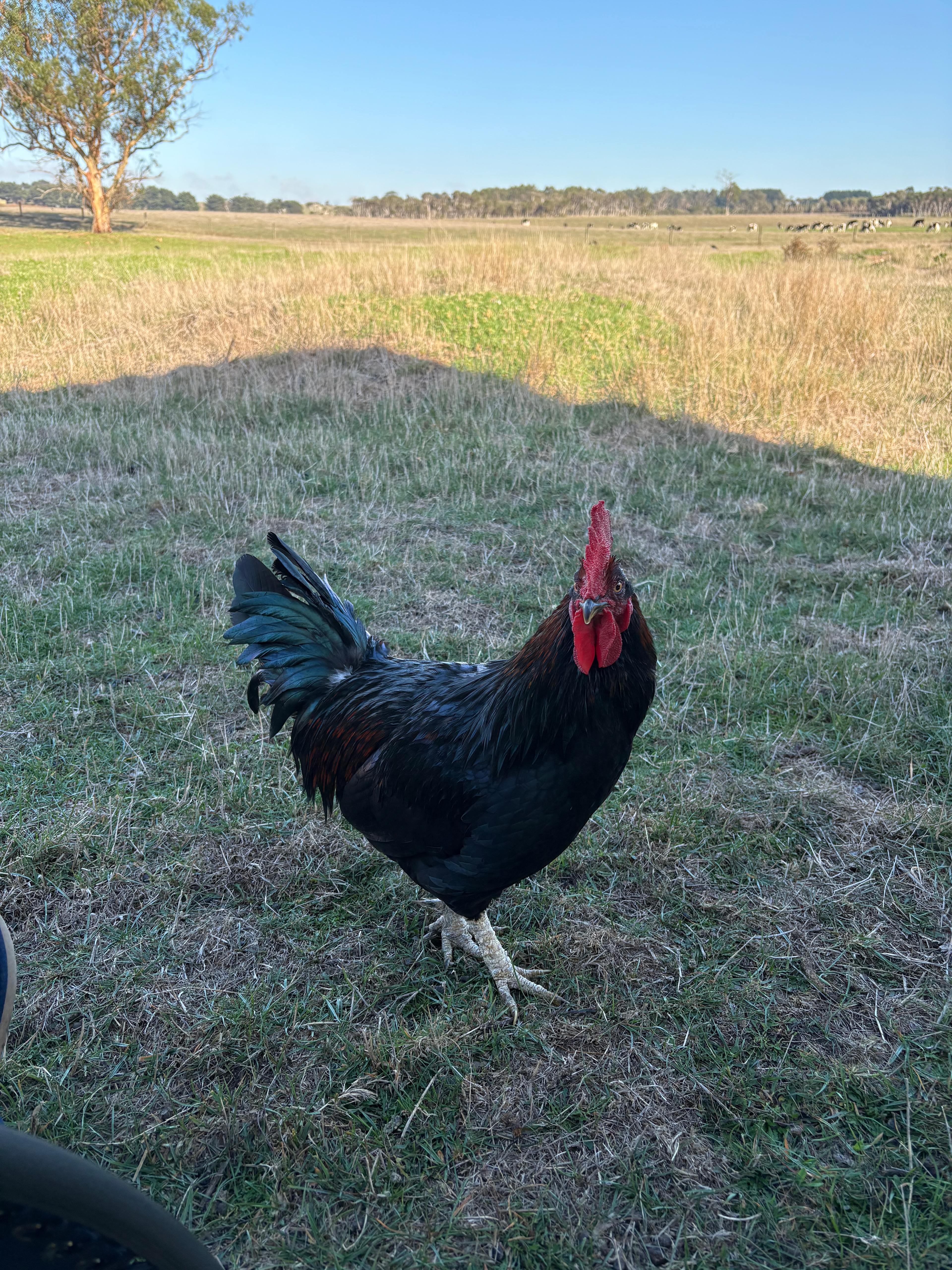 The friendly farm rooster coming to welcome us on our first morning