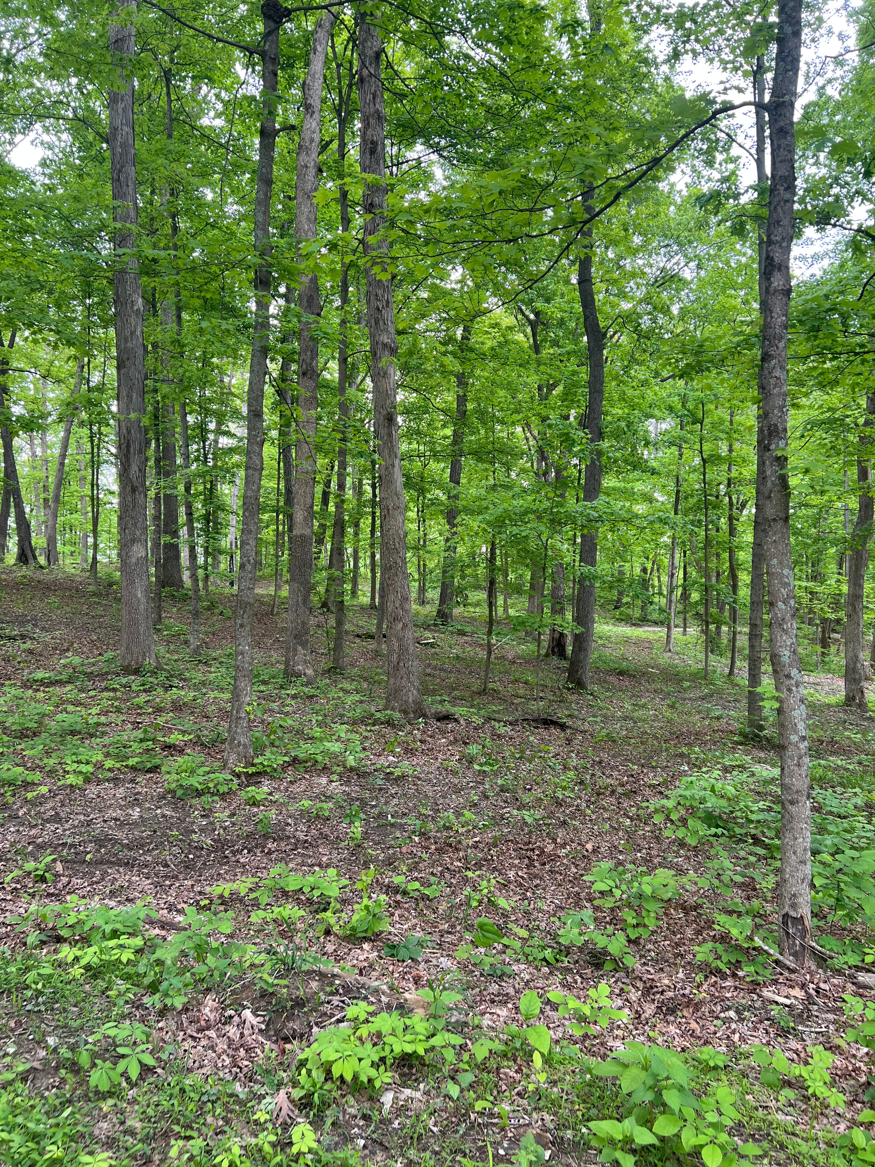 Furnace mountain primitive camping