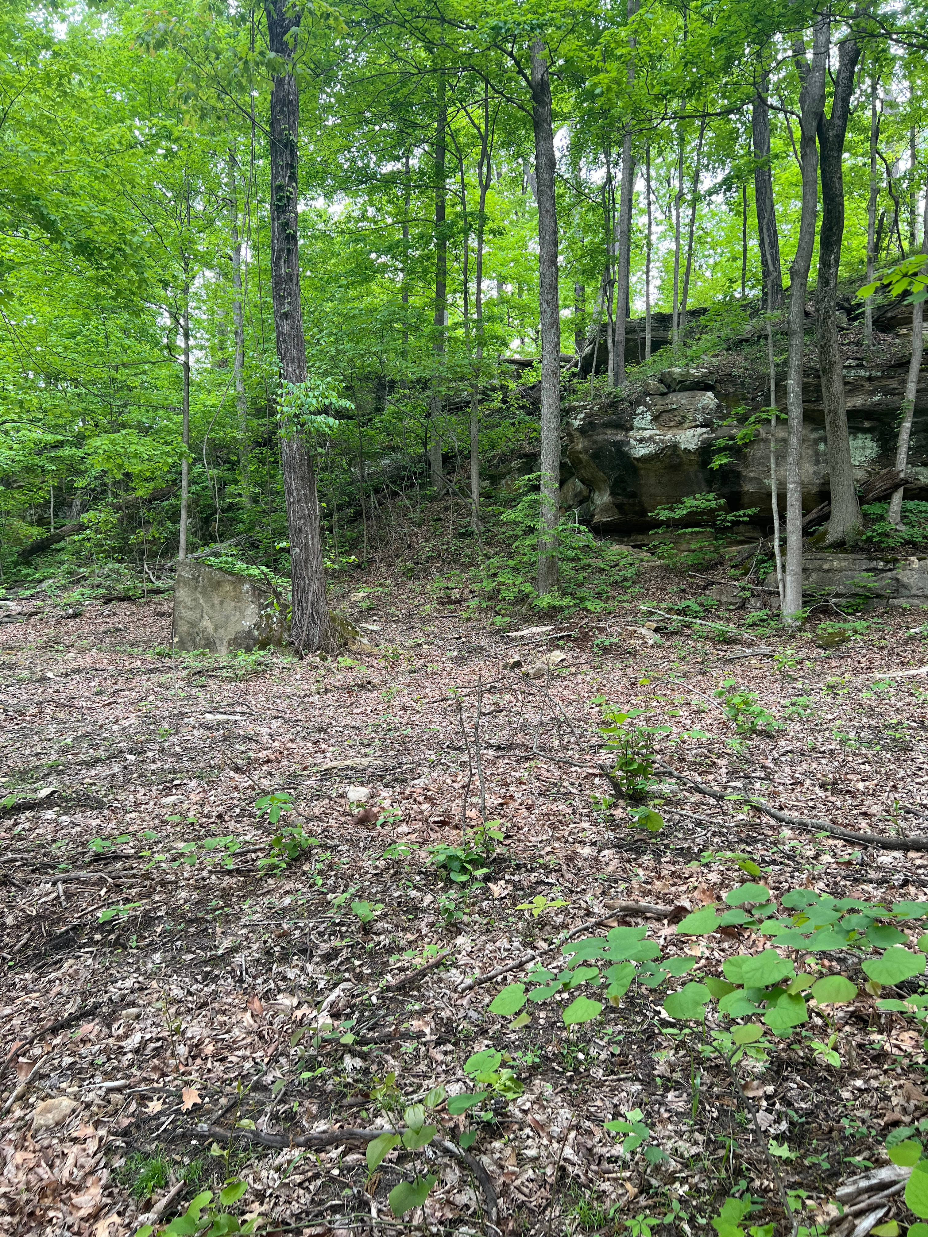 This is the back of the property next to what we call Tilting rock. Flat spots throughout and a pond close by. Since this is in the back of the property, the road to get here can get pretty muddy in rainy weather. Four wheel drive is recommended. Or you may park and hike in if wanted. 