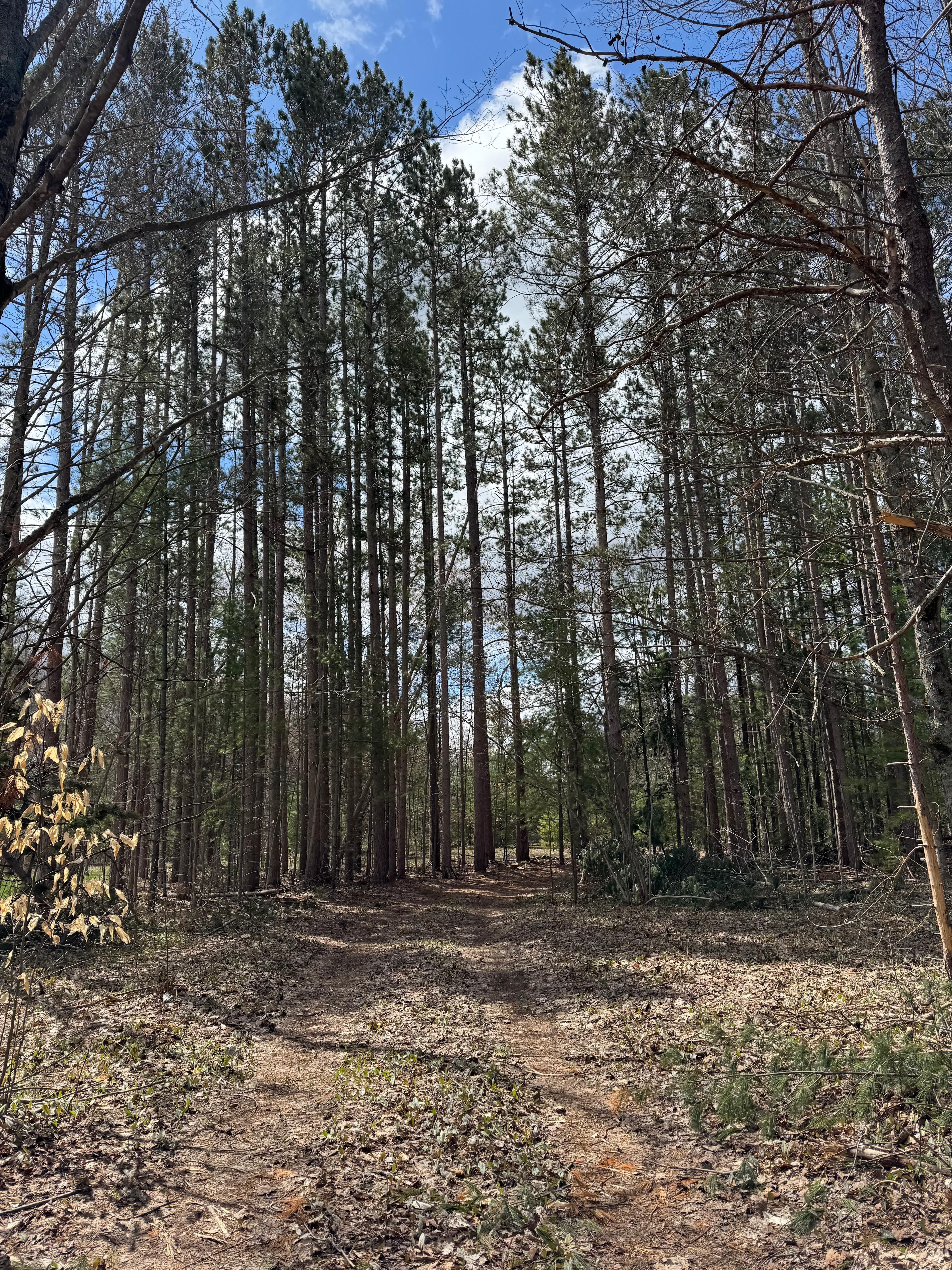 Private Rustic Pines