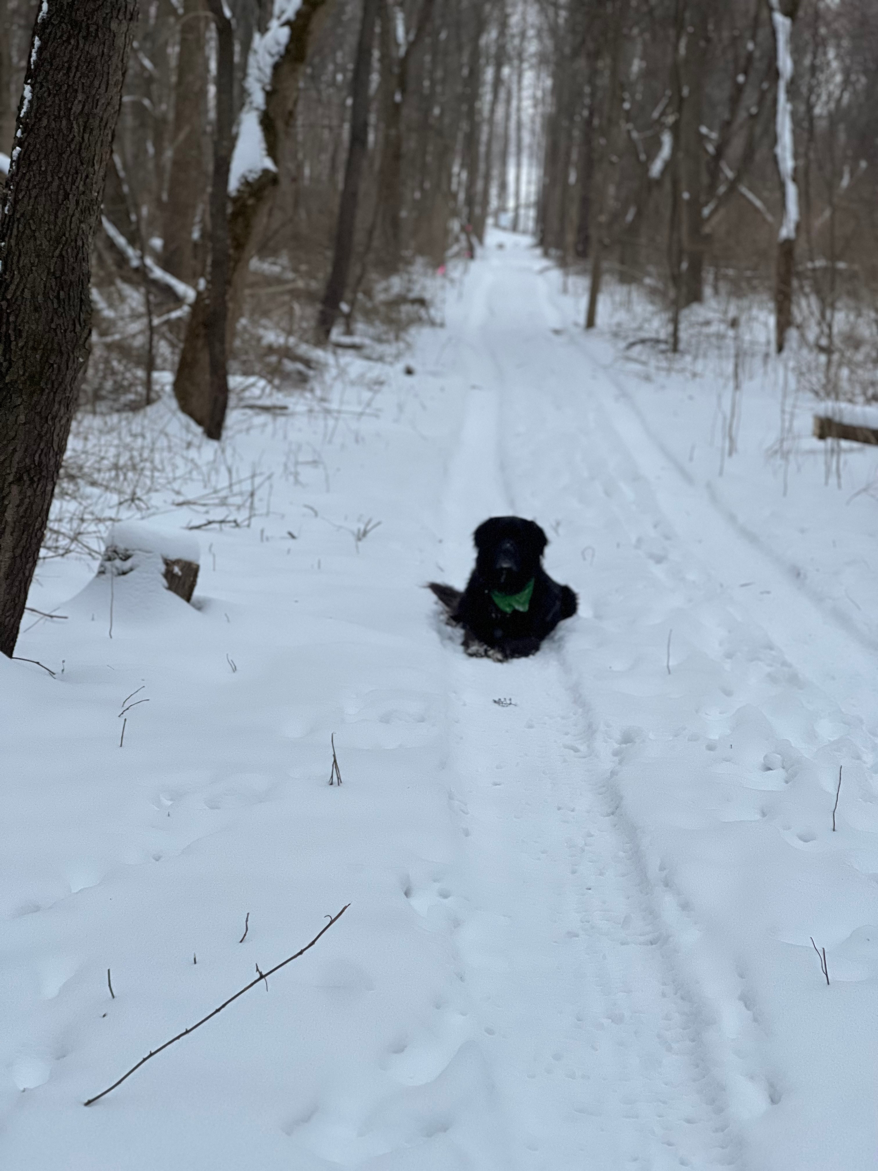 Wrenhaven Woods - Trails & Solitude