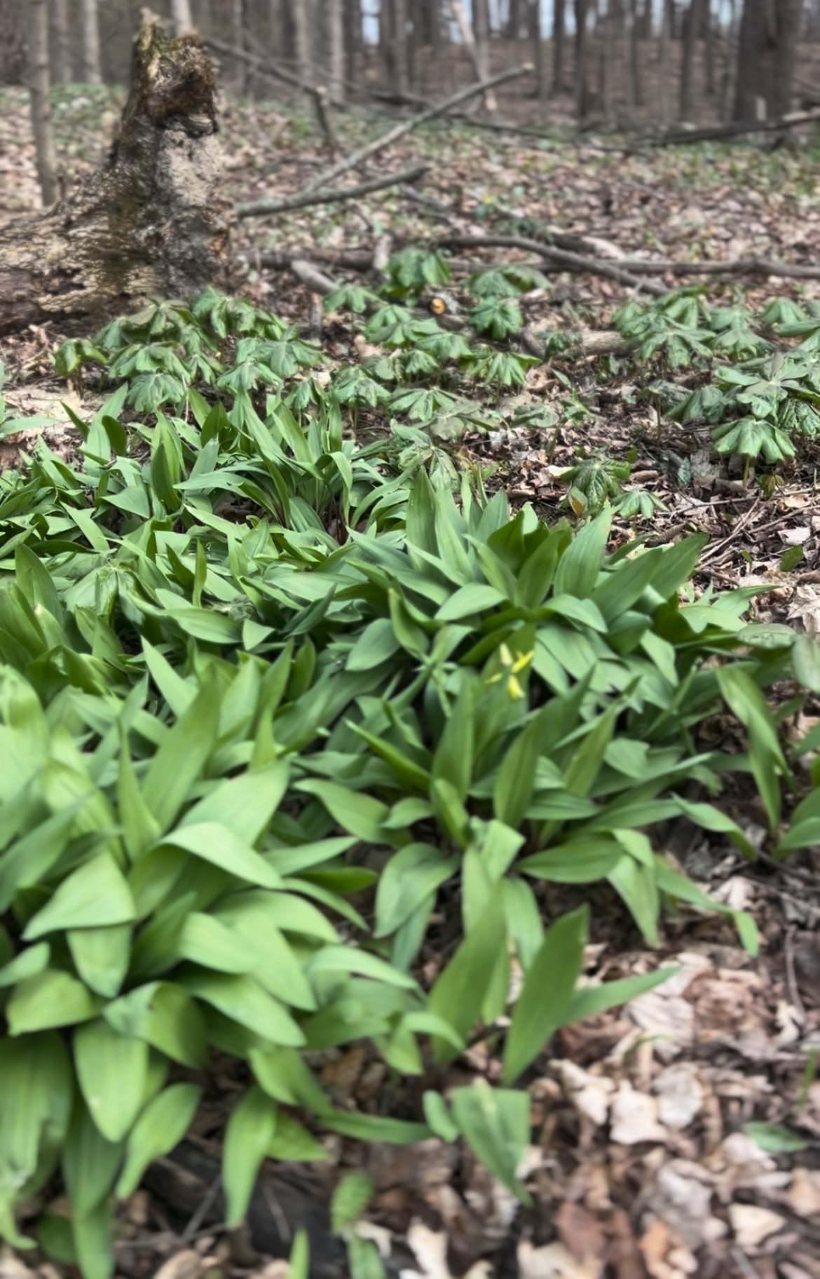 Wrenhaven Woods - Trails & Solitude