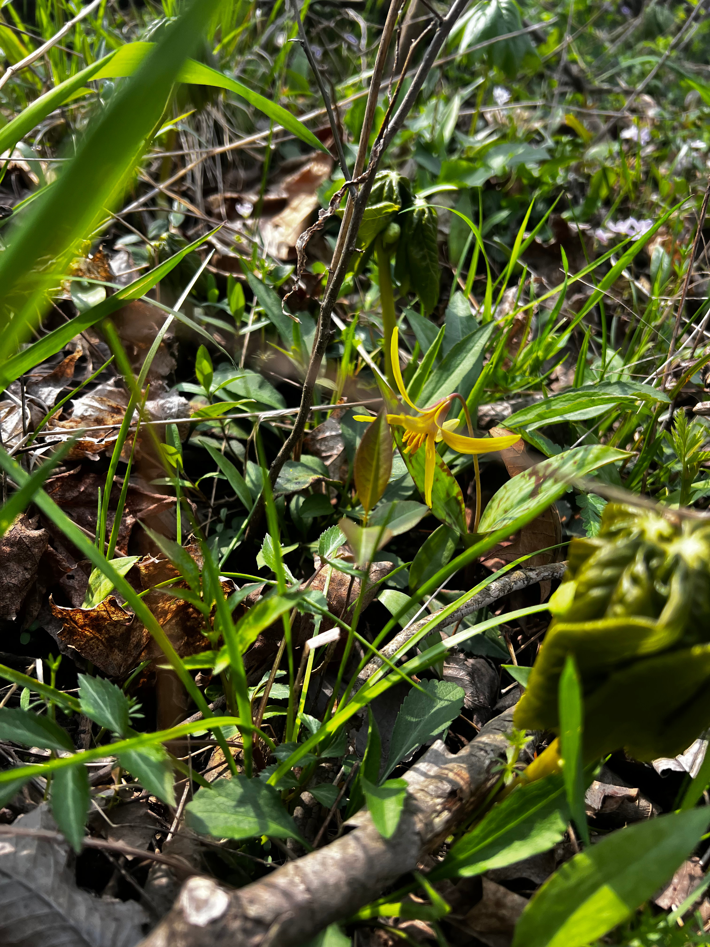 Wrenhaven Woods - Trails & Solitude