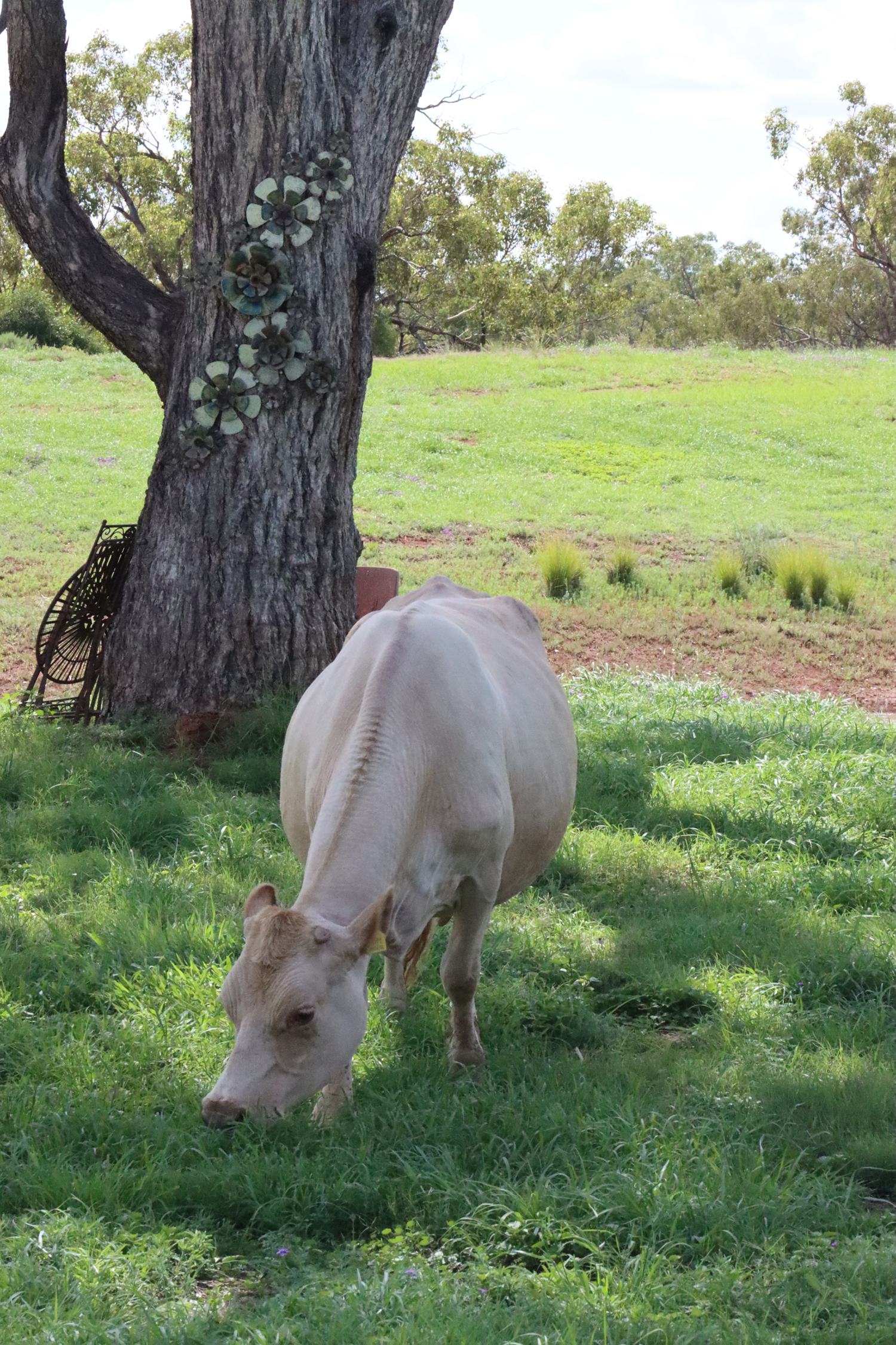 Gidgee's Bush Camp & Farm Stay