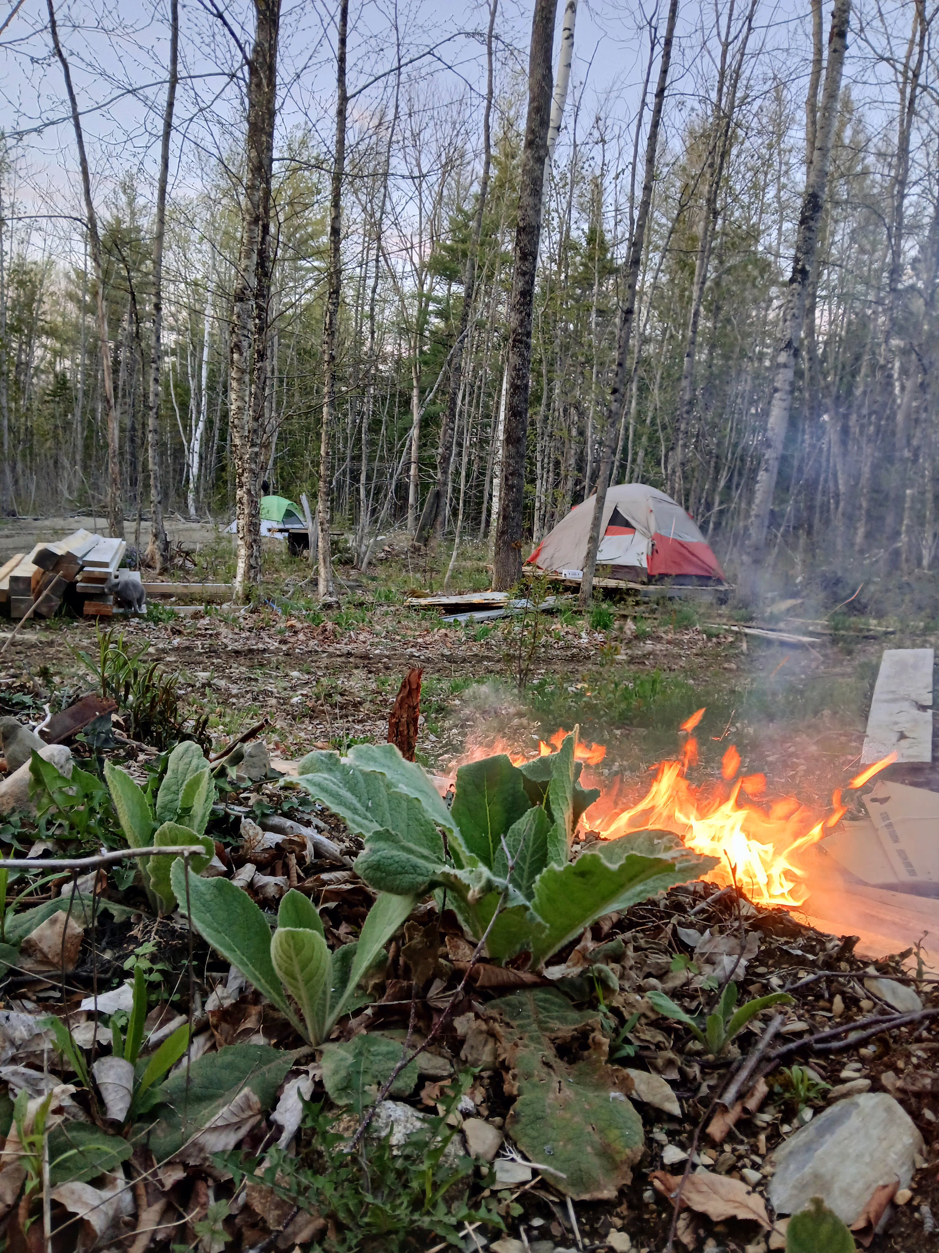 Tent Chantrelle