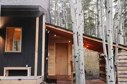 Aspen Forest in Evergreen Colorado