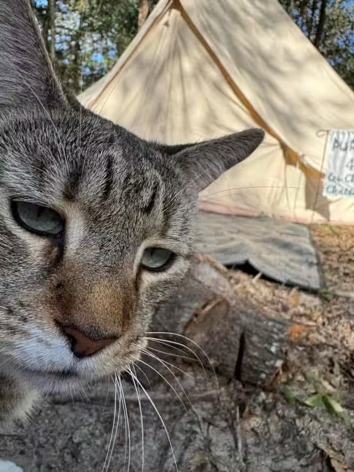 Purradise Springs 🐾 Cat Sanctuary