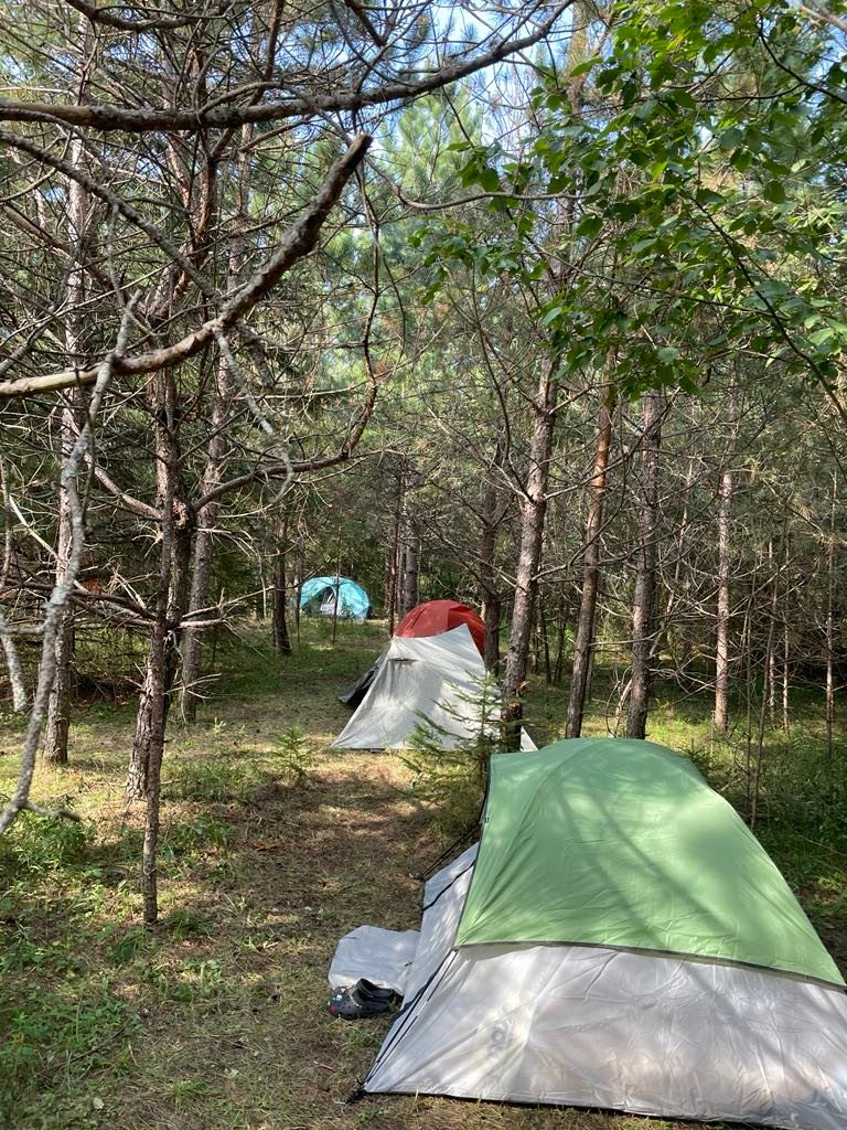 The Magic Forest
