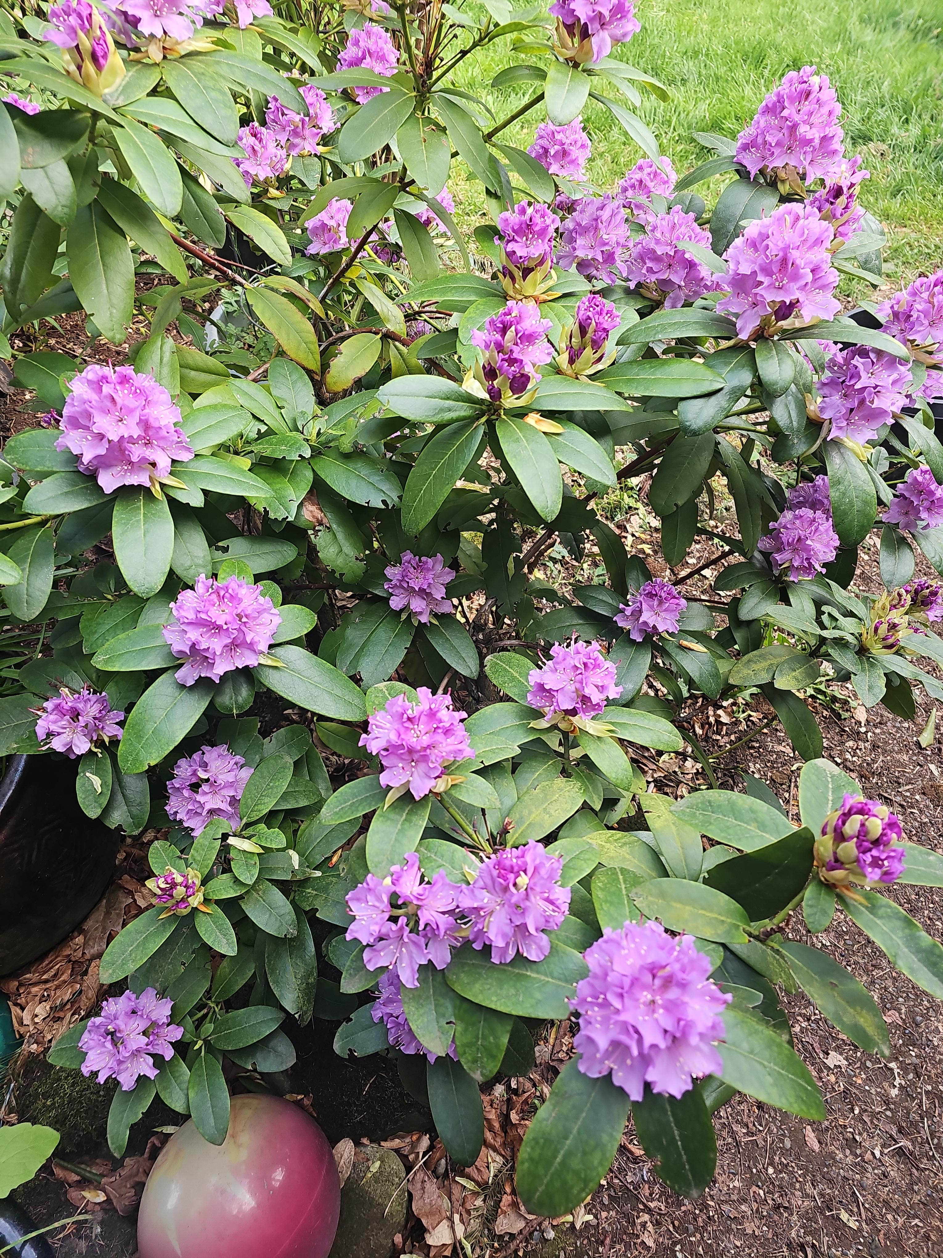 APPLE TREE TENT SITE