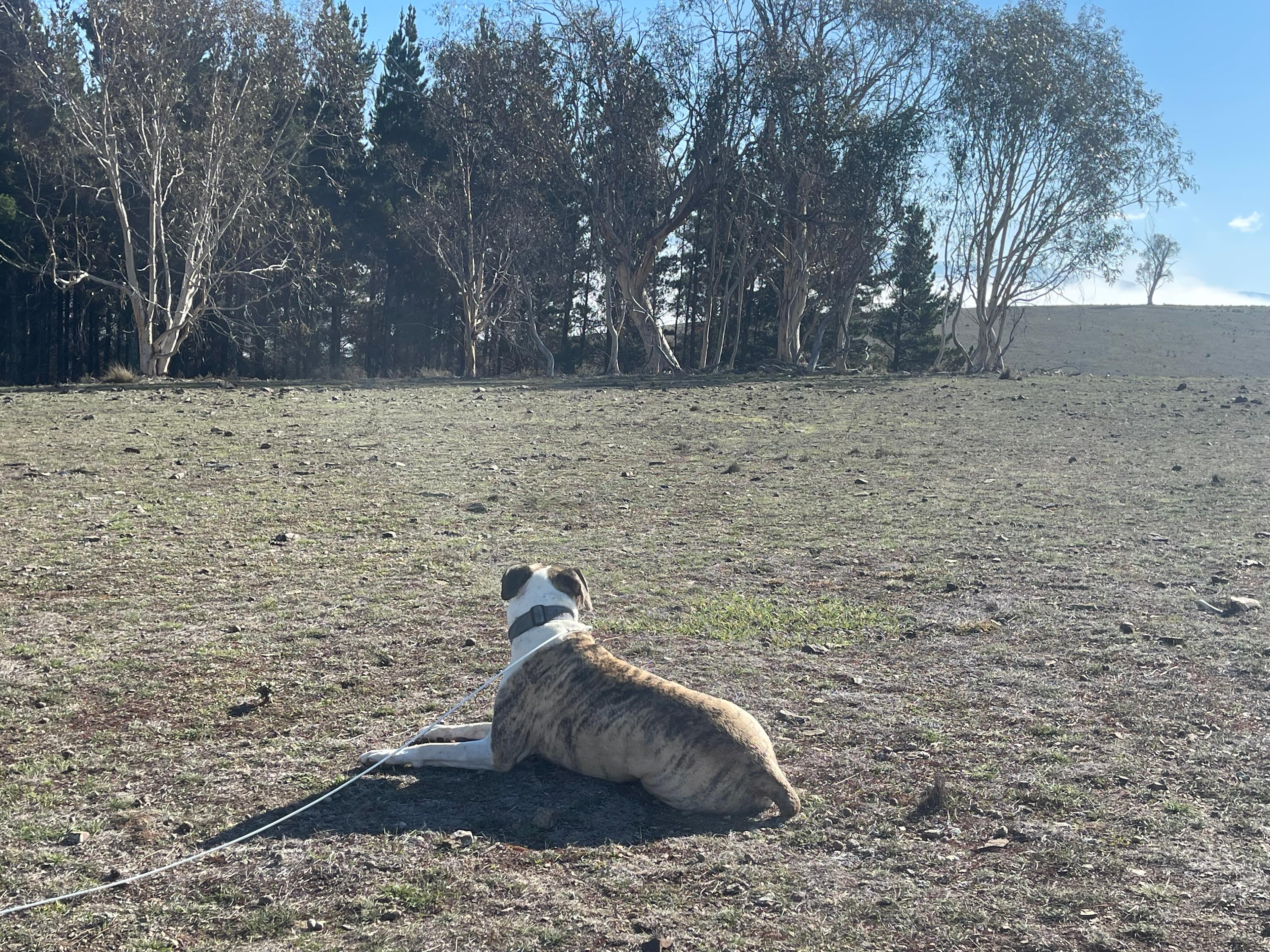 The dog loves coming here as much as I do