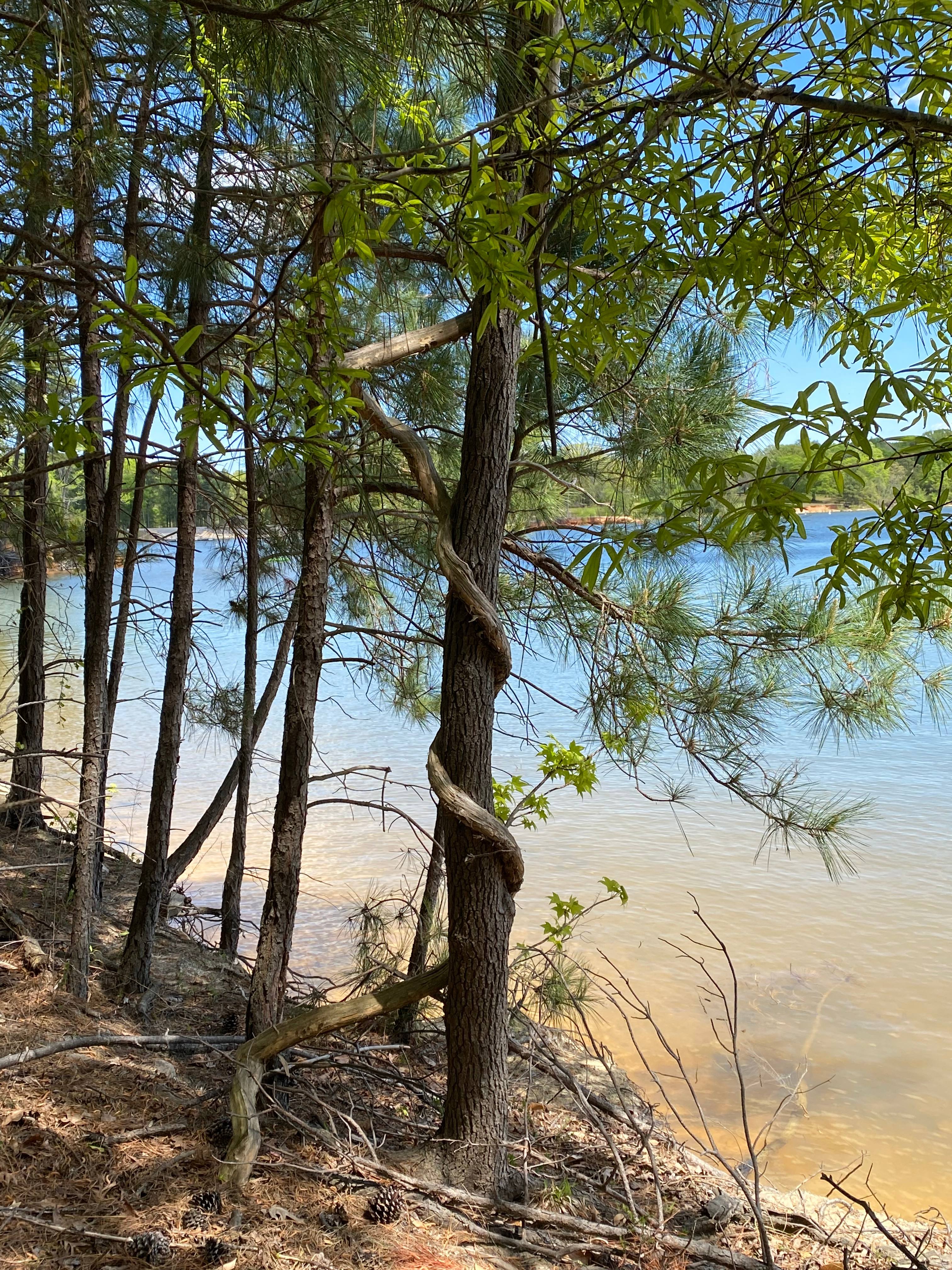 Cedarville State Forest