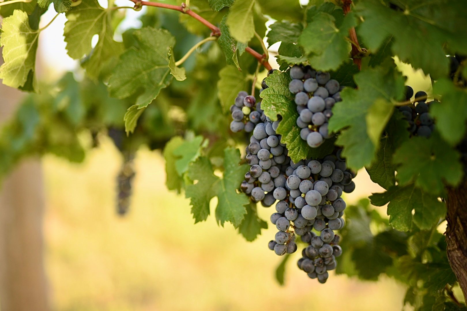 Vans in the Vines @ Lazy Oak Wines