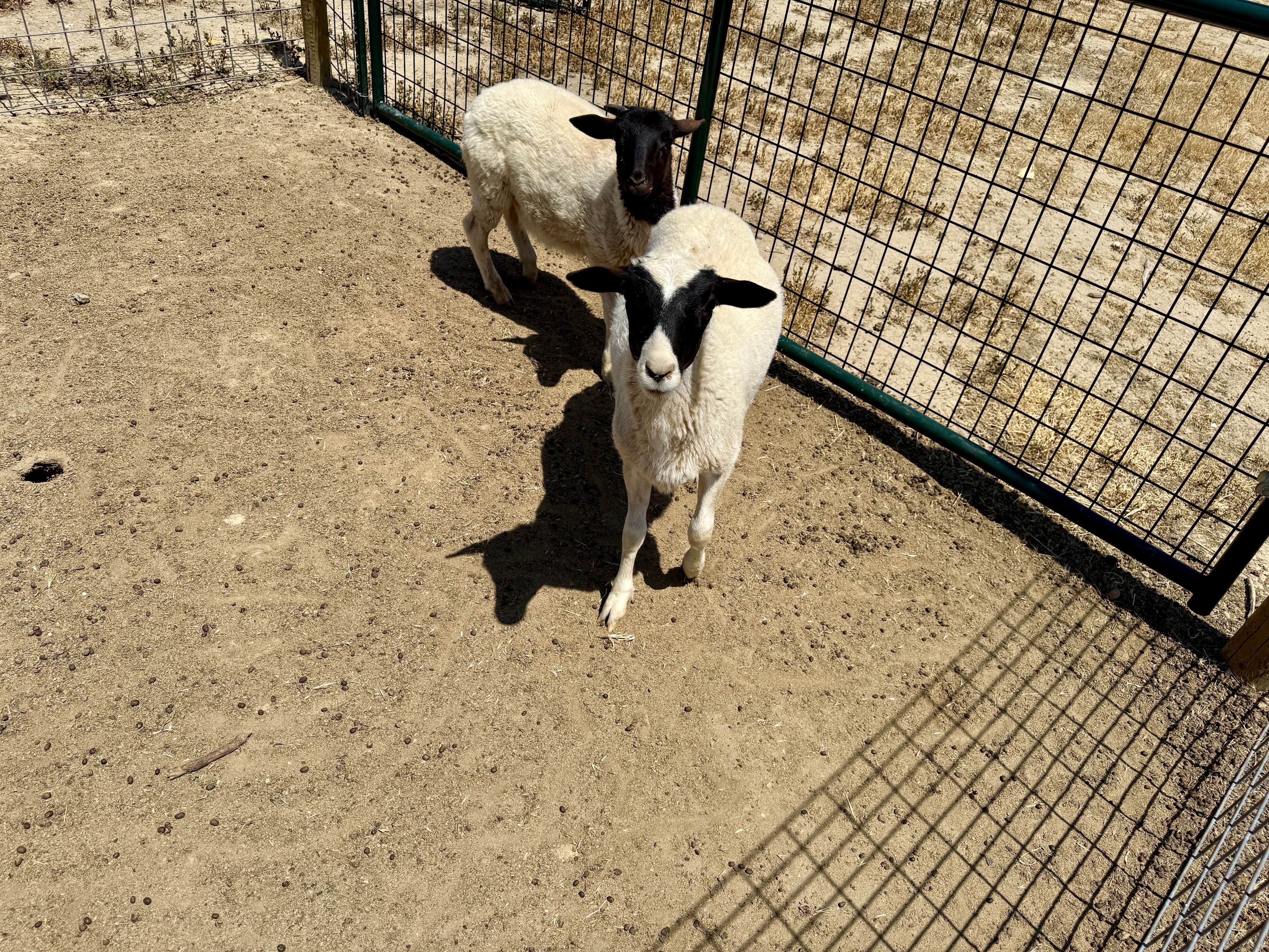 Bakersfield Farm Animals & Pond