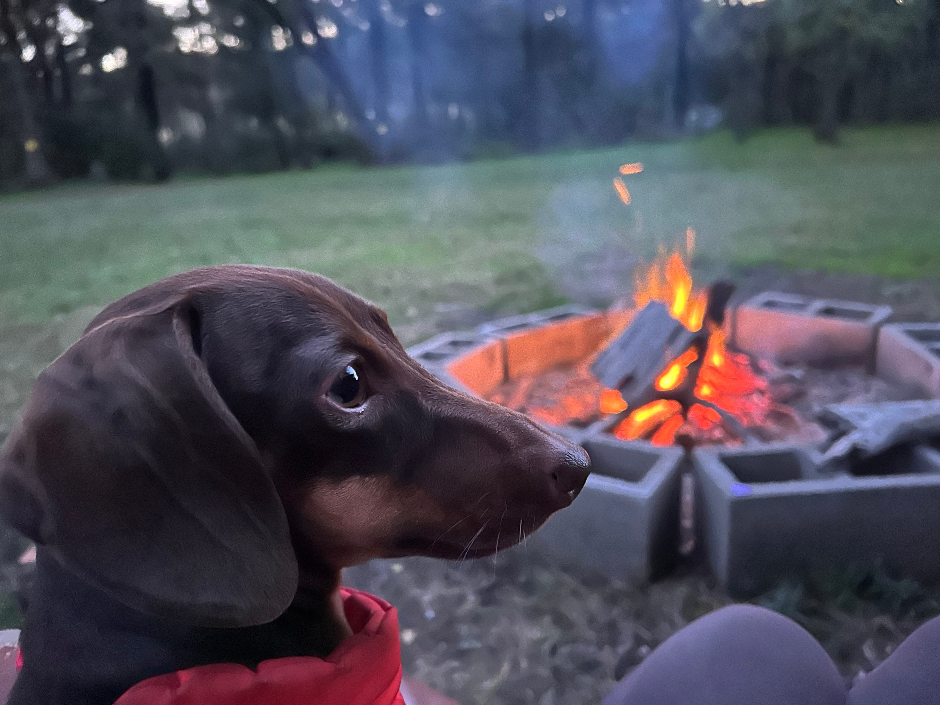 Daisy the little brown dog