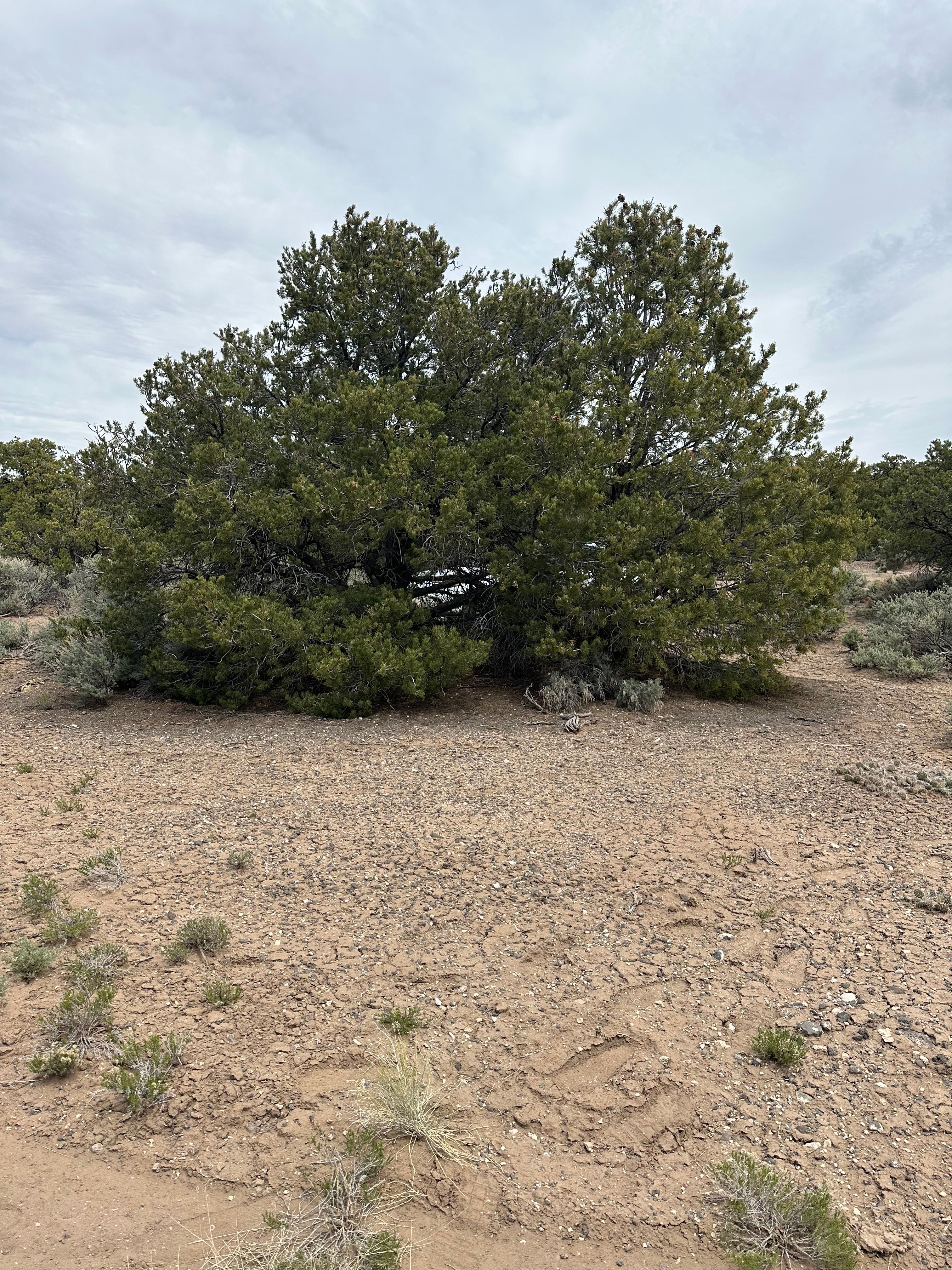 Iron Eagle Camgrounds