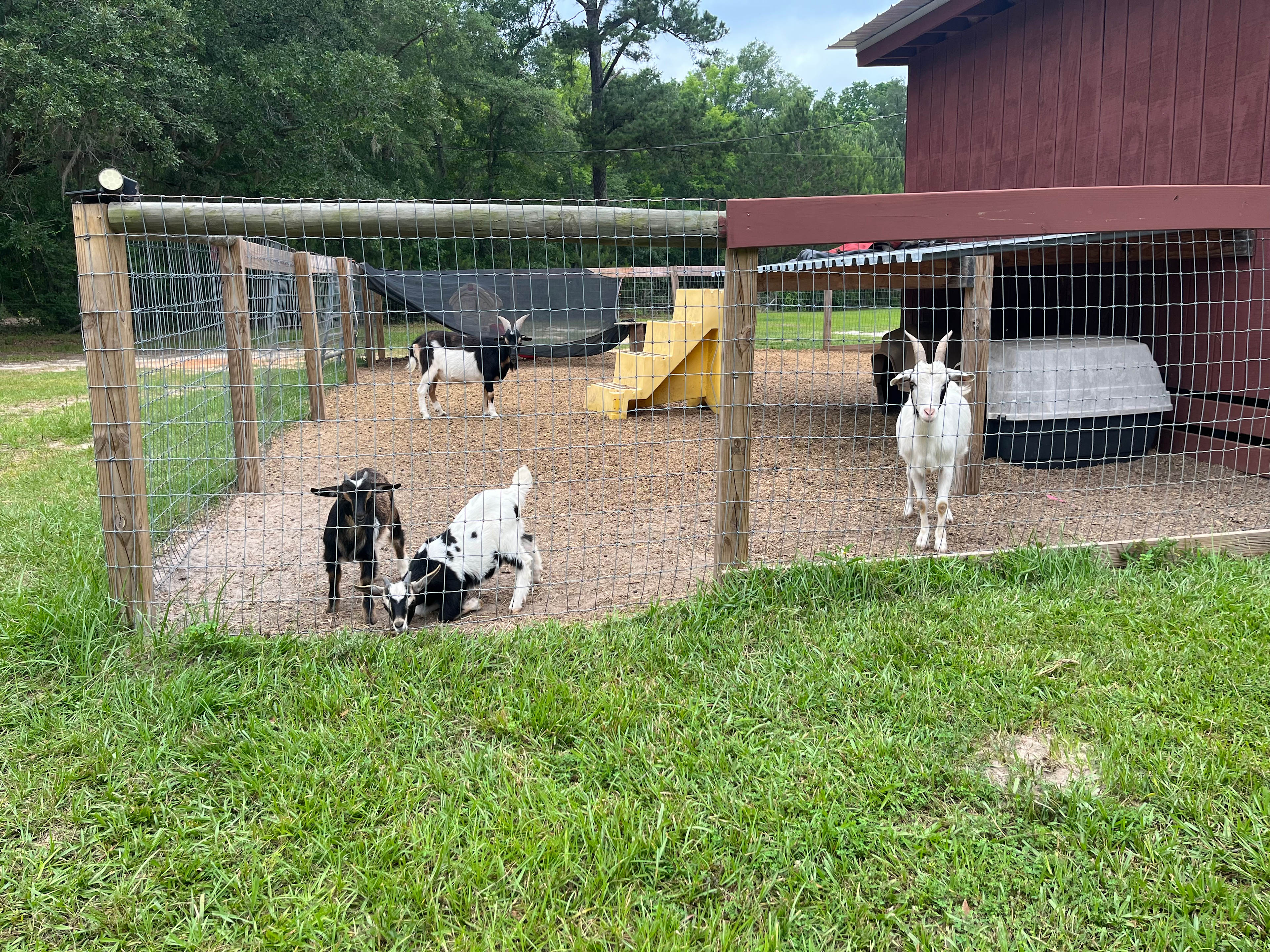 Shire Hill Grove, Yemassee, SC